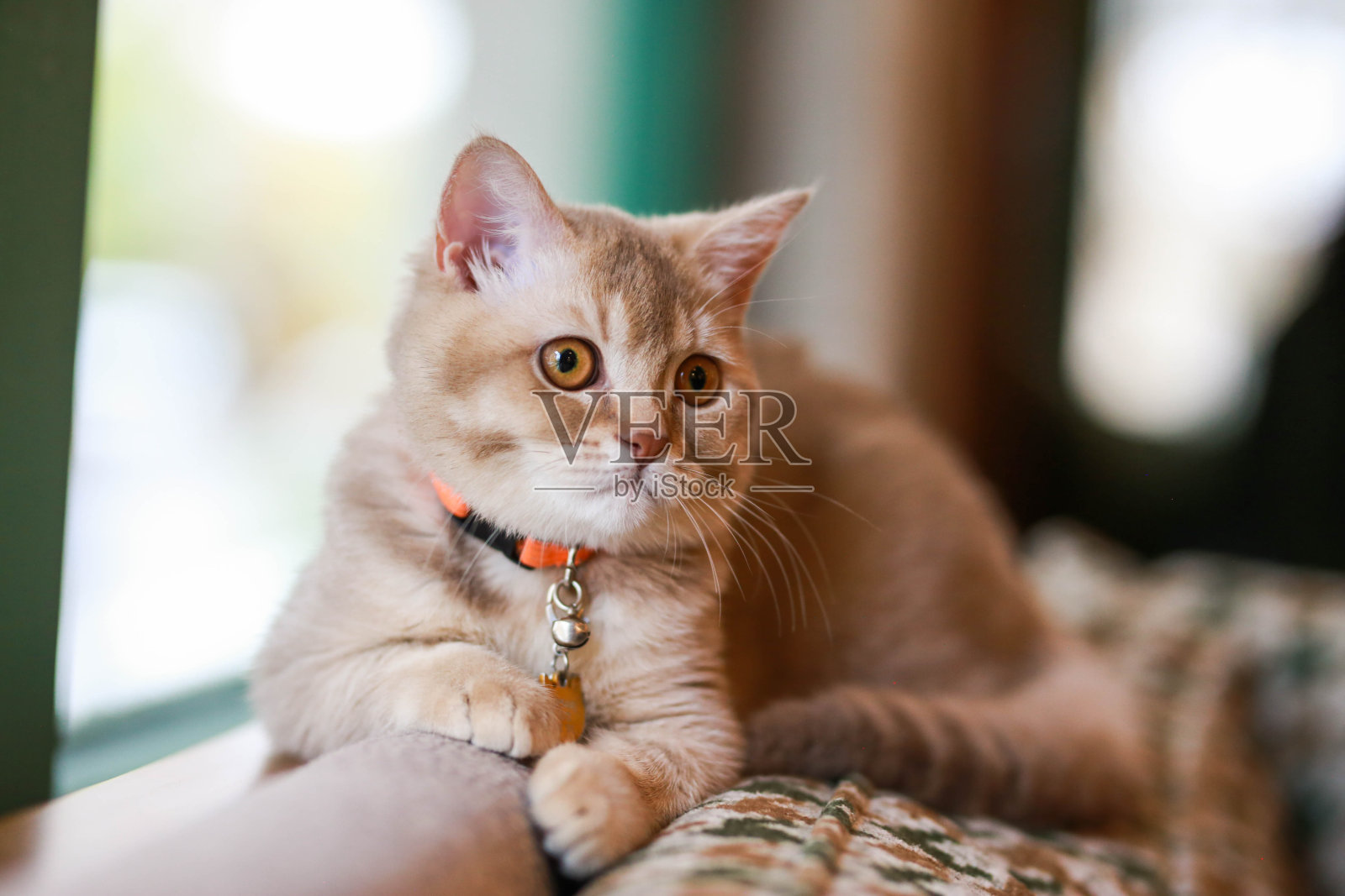 英国短毛橘猫坐在窗边的棕色沙发上照片摄影图片