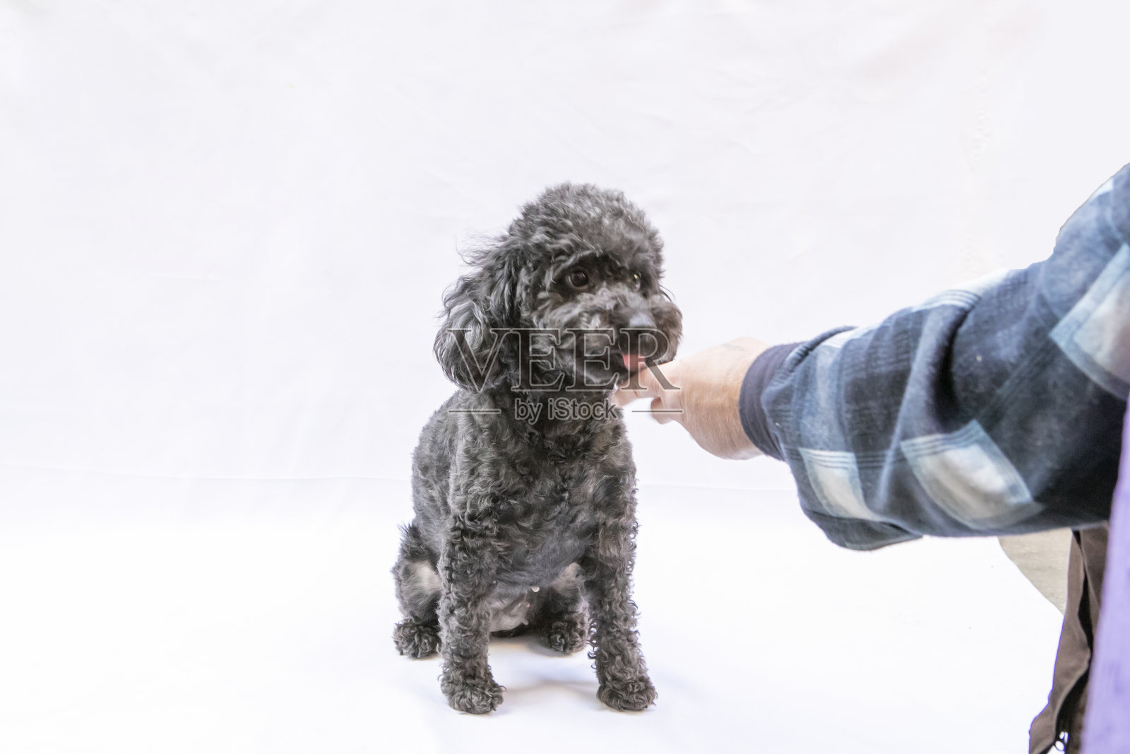 有趣的狗在家里照片摄影图片