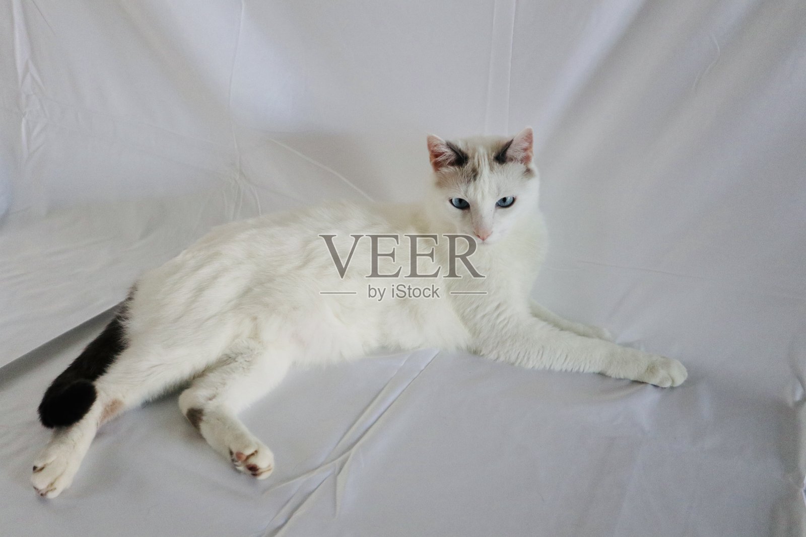 Spock先生照片摄影图片