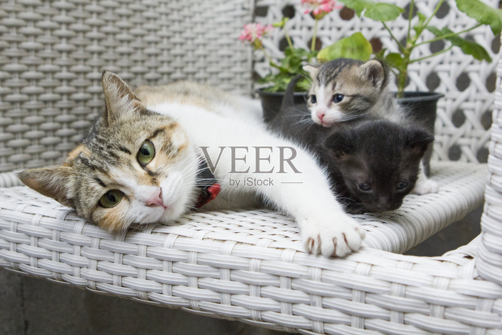 猫在一起玩耍照片摄影图片