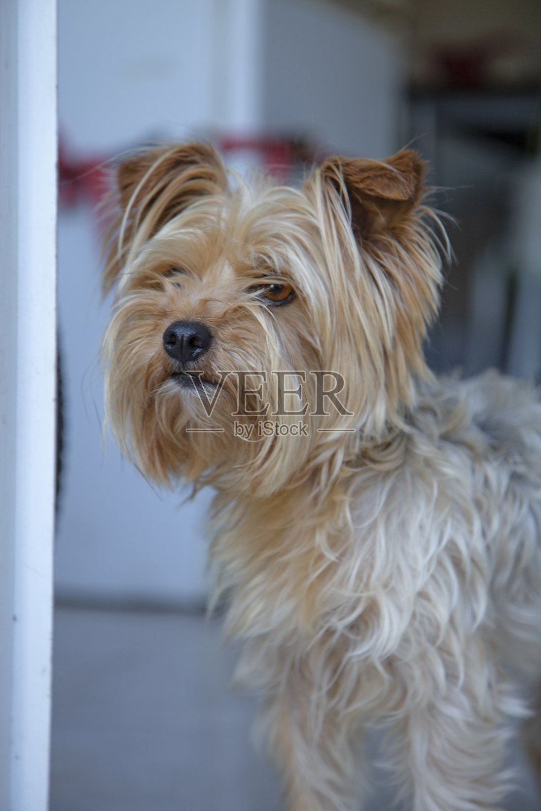 狗肖像照片摄影图片