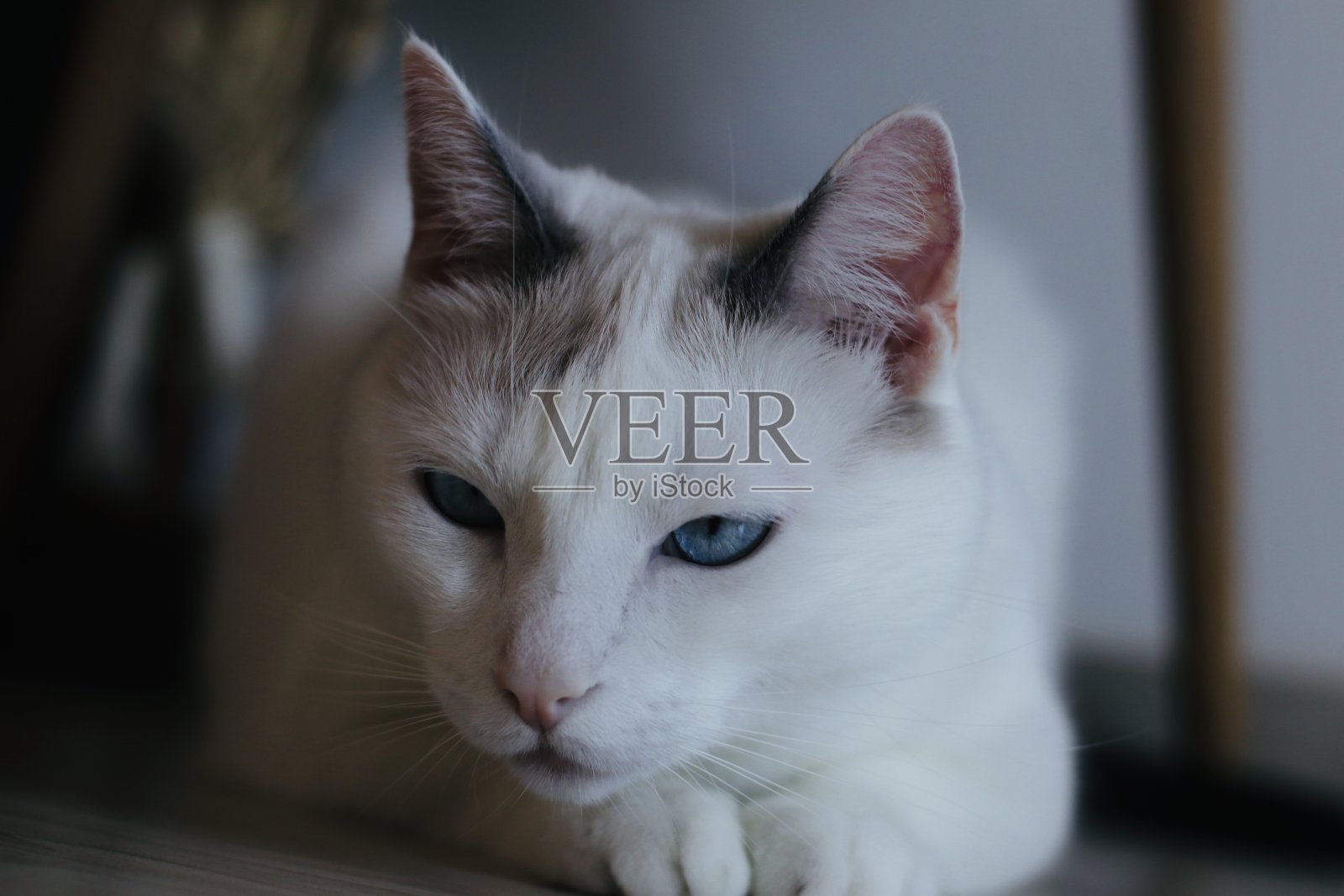 Spock先生照片摄影图片