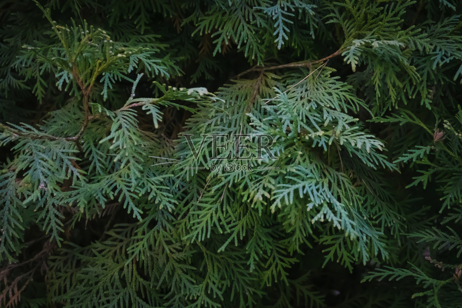 东方乔木树叶背景照片摄影图片