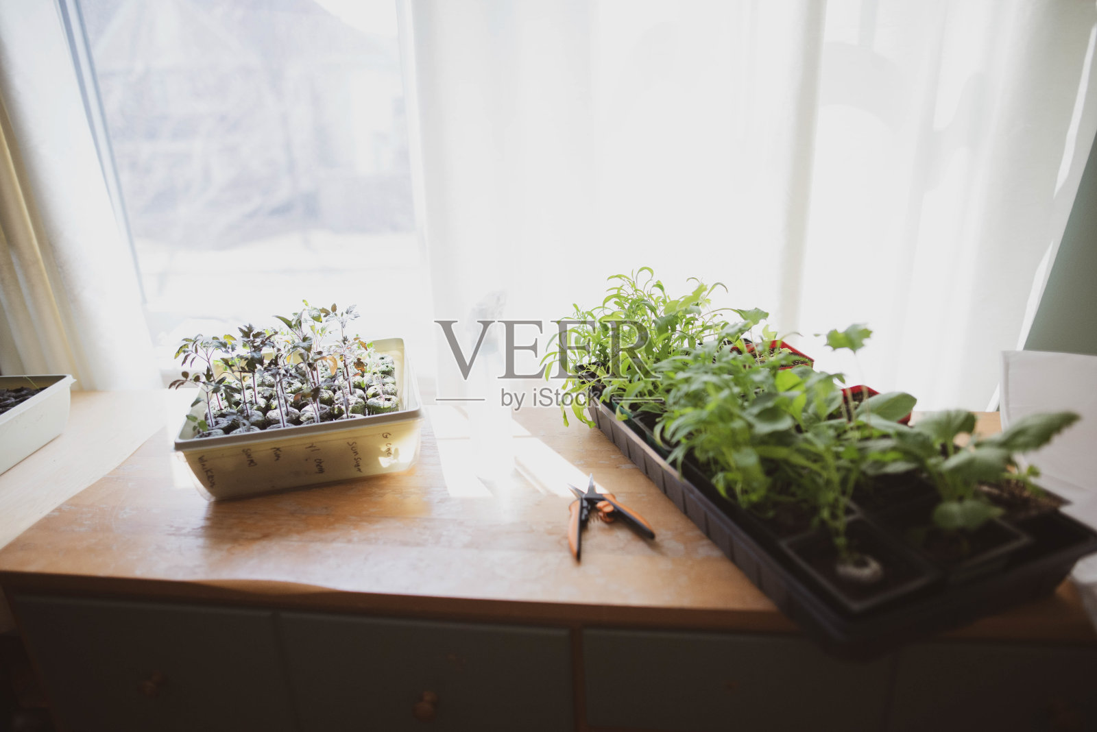 春季室内园艺照片摄影图片