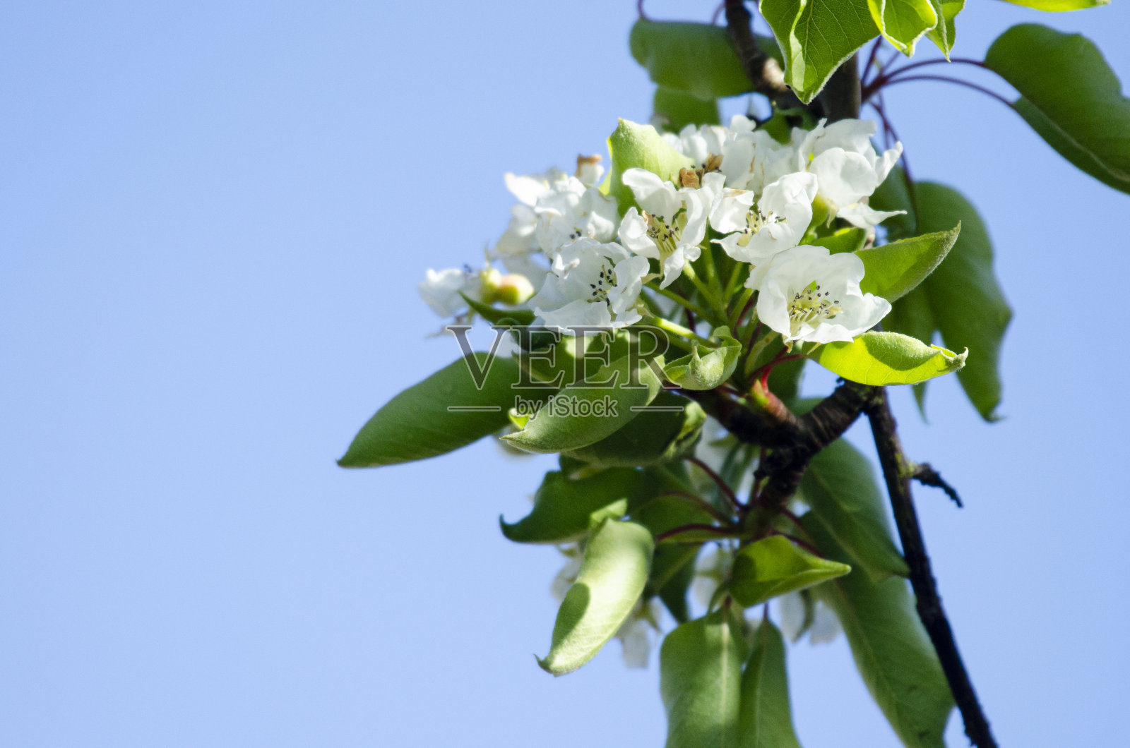 梨树上的梨花照片摄影图片