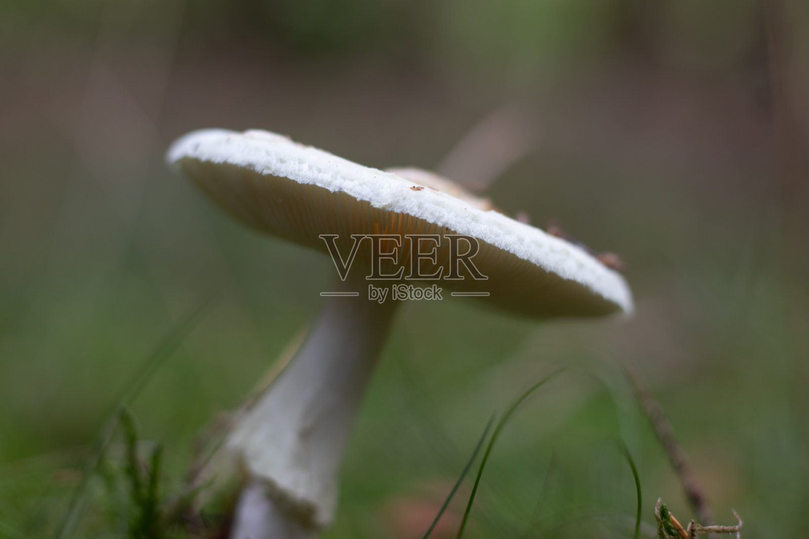 特写镜头的蘑菇与模糊的背景照片摄影图片