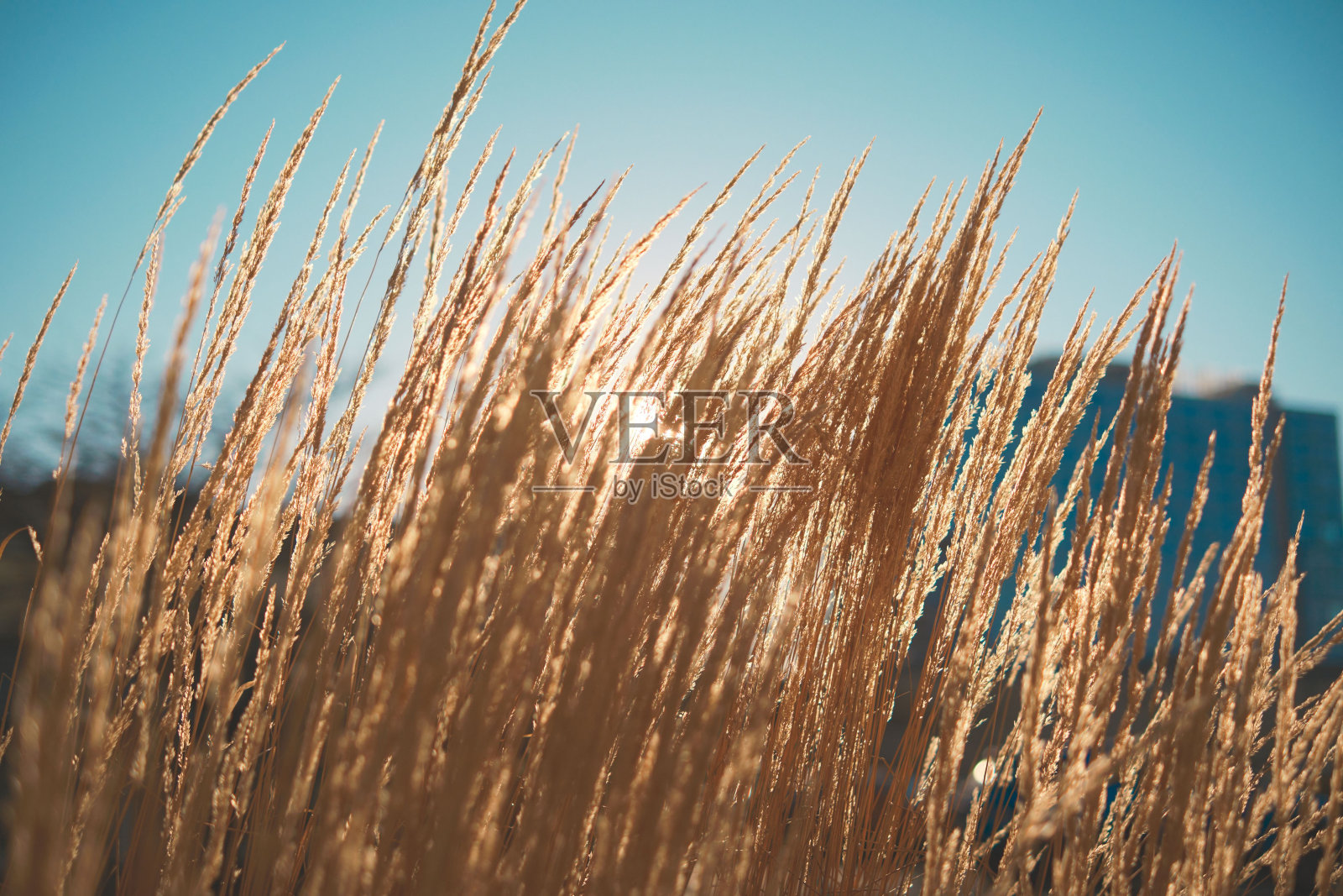 美丽的秋天景观，在晴天蓝天下，田野里有高高的金色草照片摄影图片