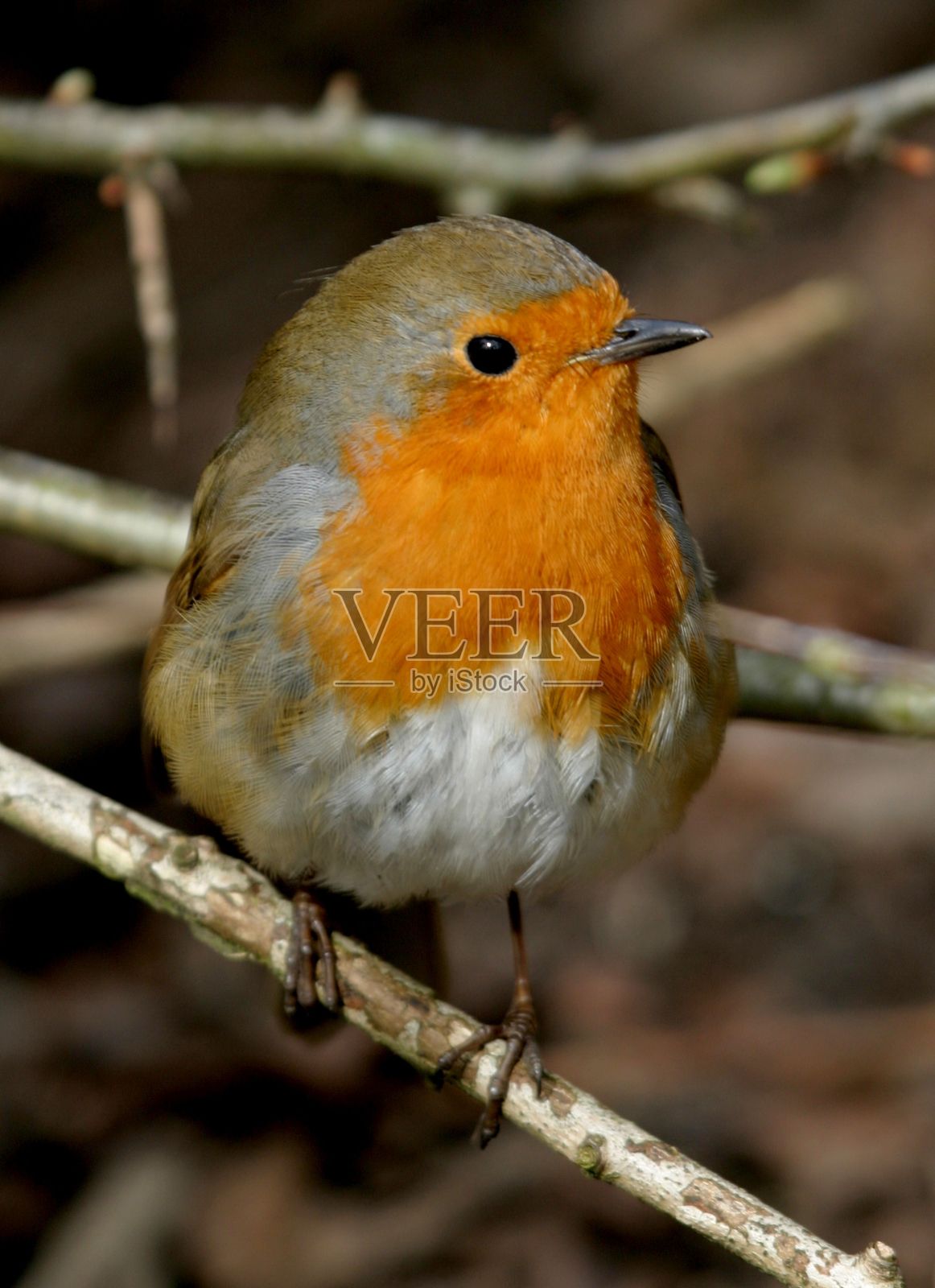一只欧洲知更鸟栖息在树枝上的垂直特写镜头照片摄影图片