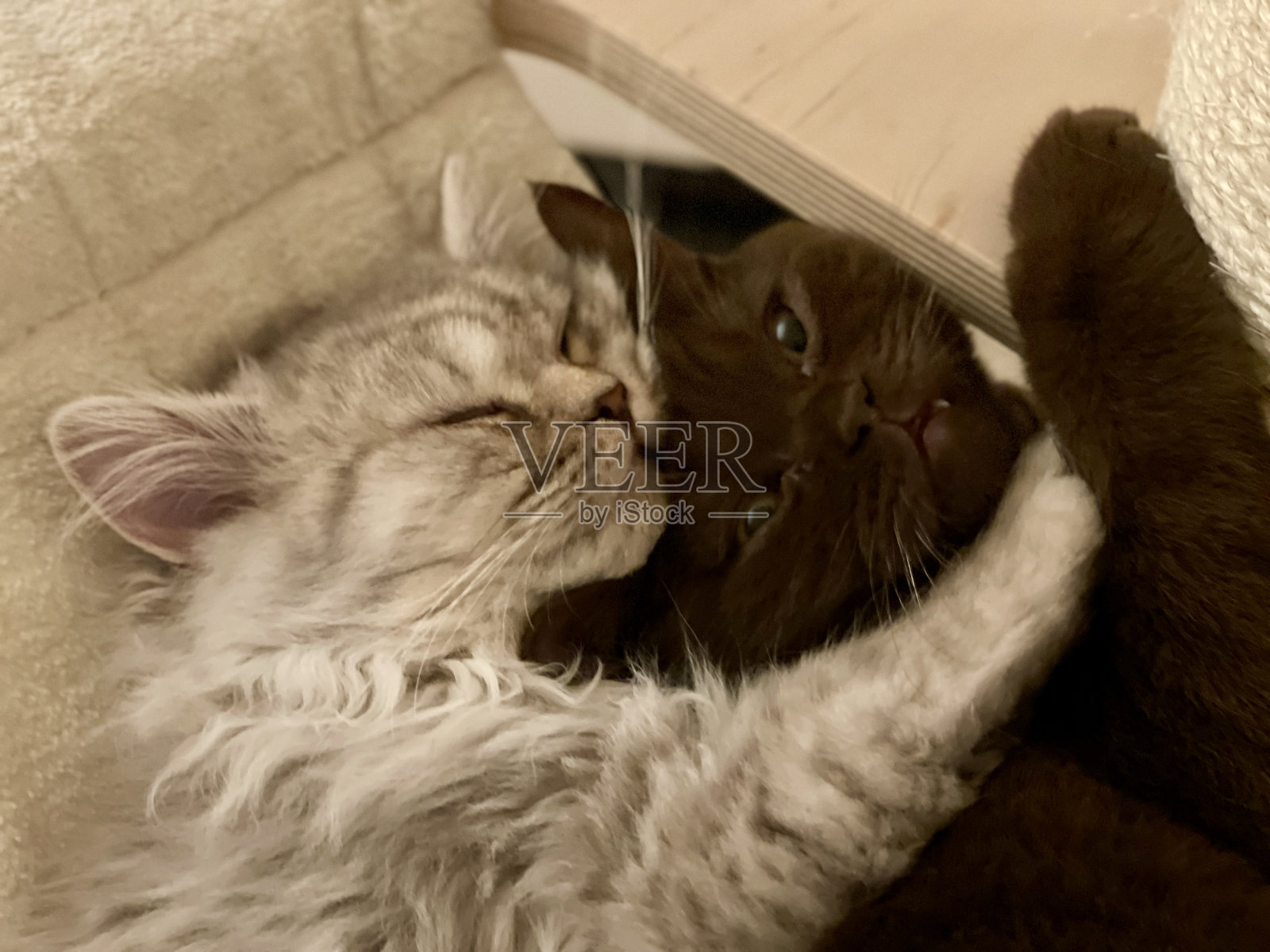 两只英国小猫在一起像兄弟一样照片摄影图片