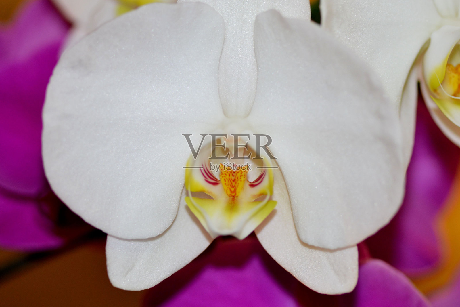 微距拍摄的白色兰花与广阔的花瓣在花园在一个孤立的背景照片摄影图片