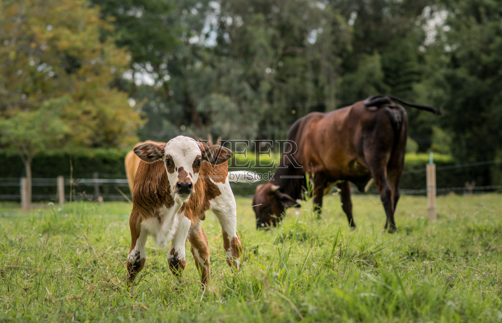 在农场牧场上吃草的小牛，夏天在农场牧场上吃草的牛群。照片摄影图片