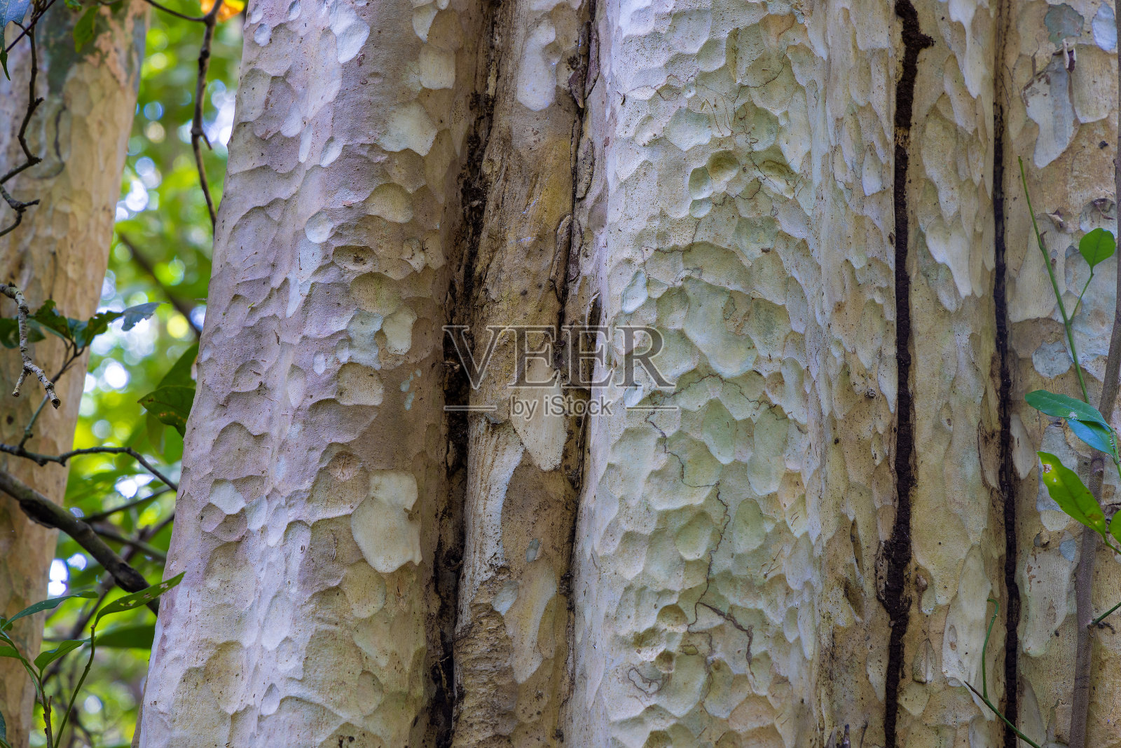 紫薇又称番石榴紫薇照片摄影图片