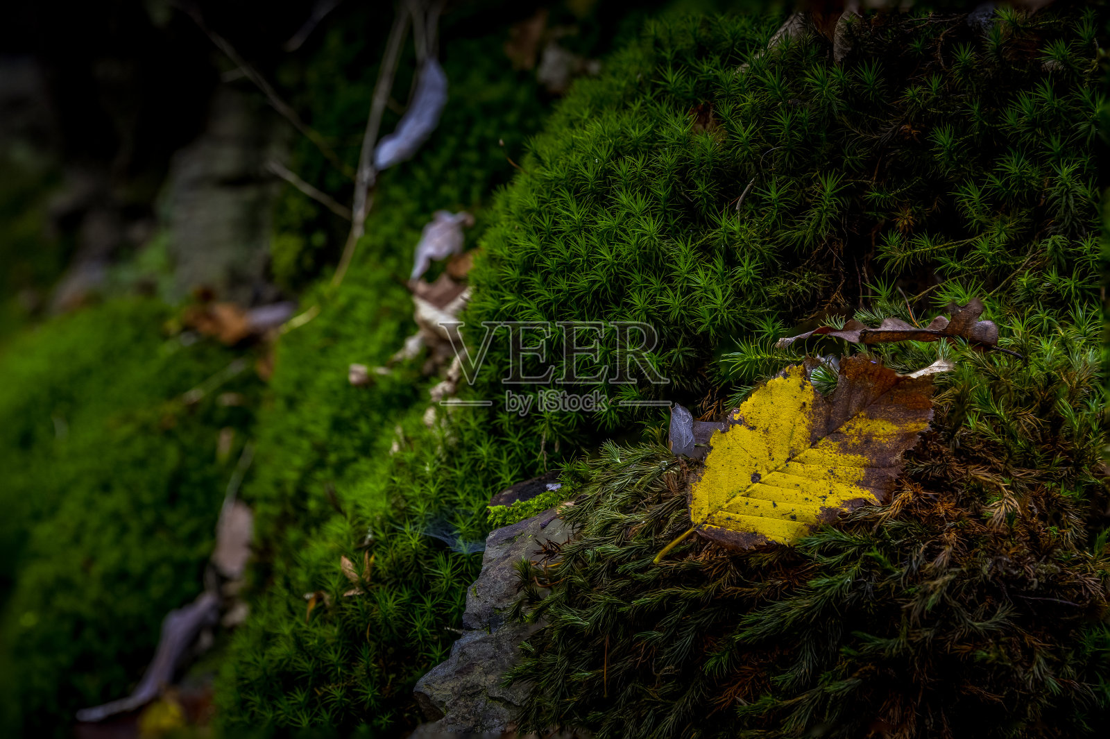 苔藓状的石头，前景中有一小片黄色的叶子照片摄影图片