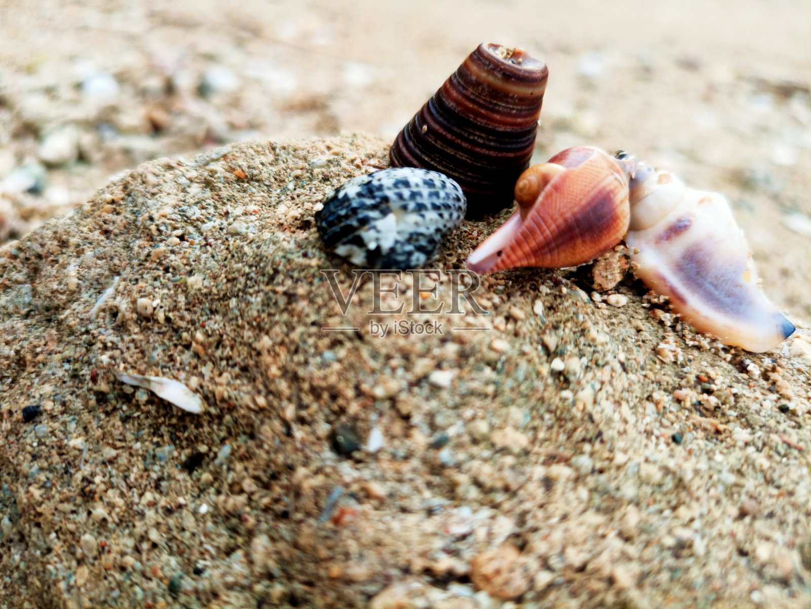 剩余的海洋动物壳或皮照片摄影图片