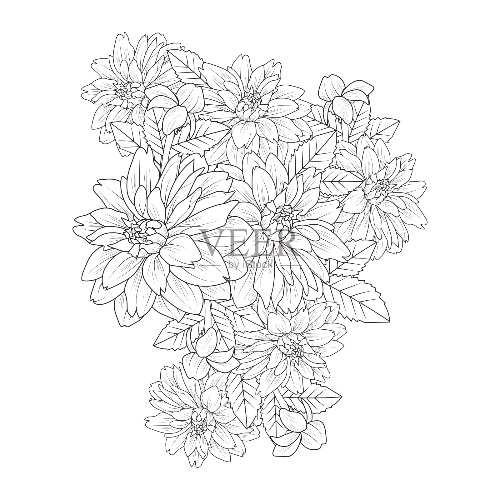 园林大丽花插画用铅笔笔画的涂鸦艺术设计中的涂色页设计插画图片素材