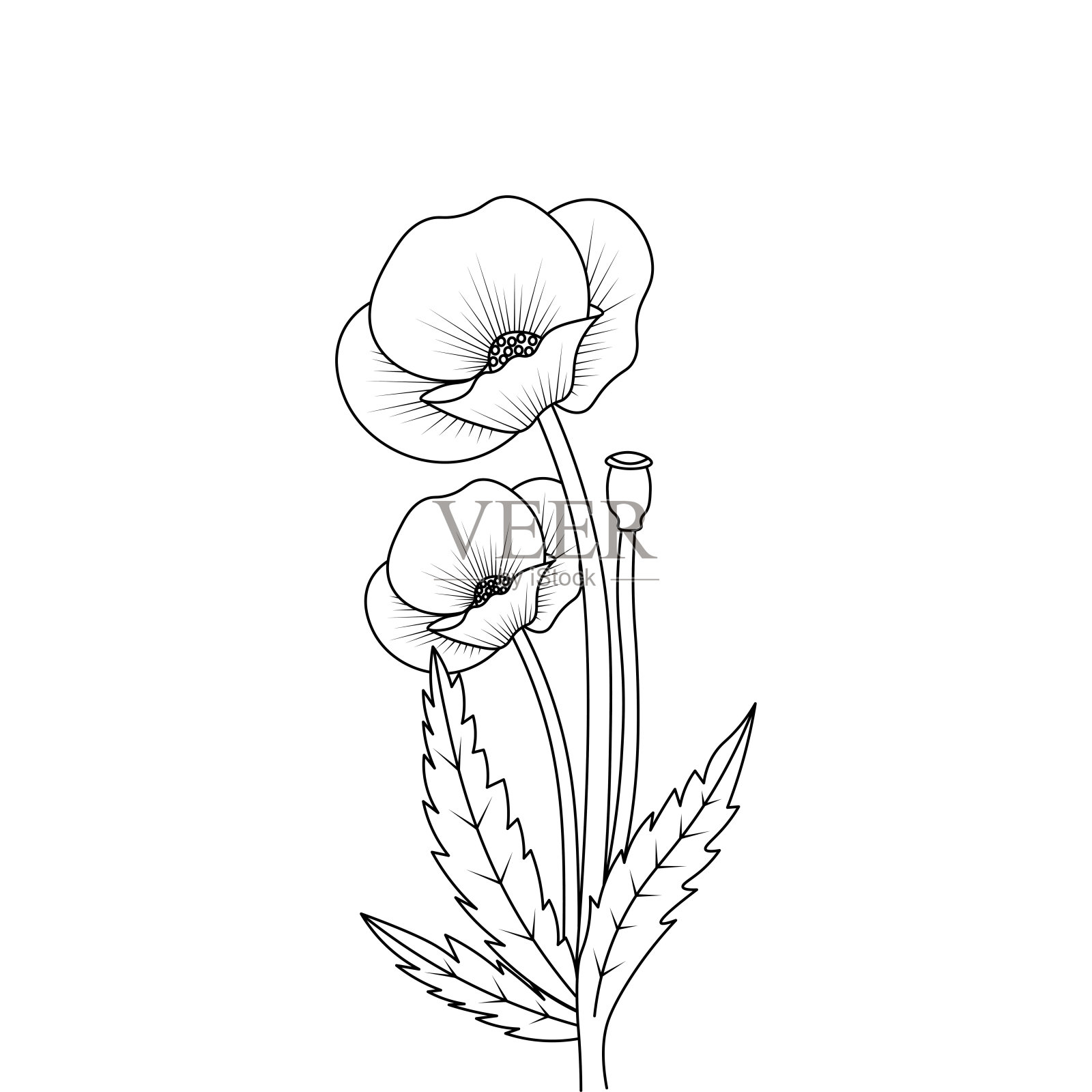 罂粟花线条艺术设计的着色页花与详细的线条艺术矢量图形插画图片素材