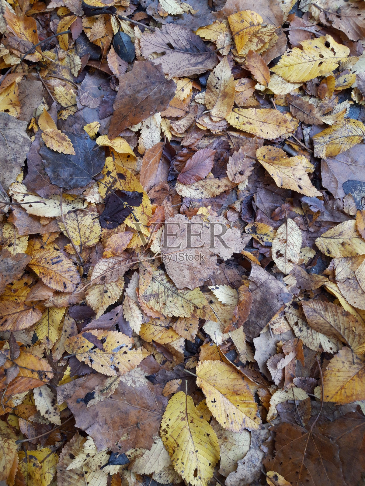 秋天的树叶从树上落下照片摄影图片