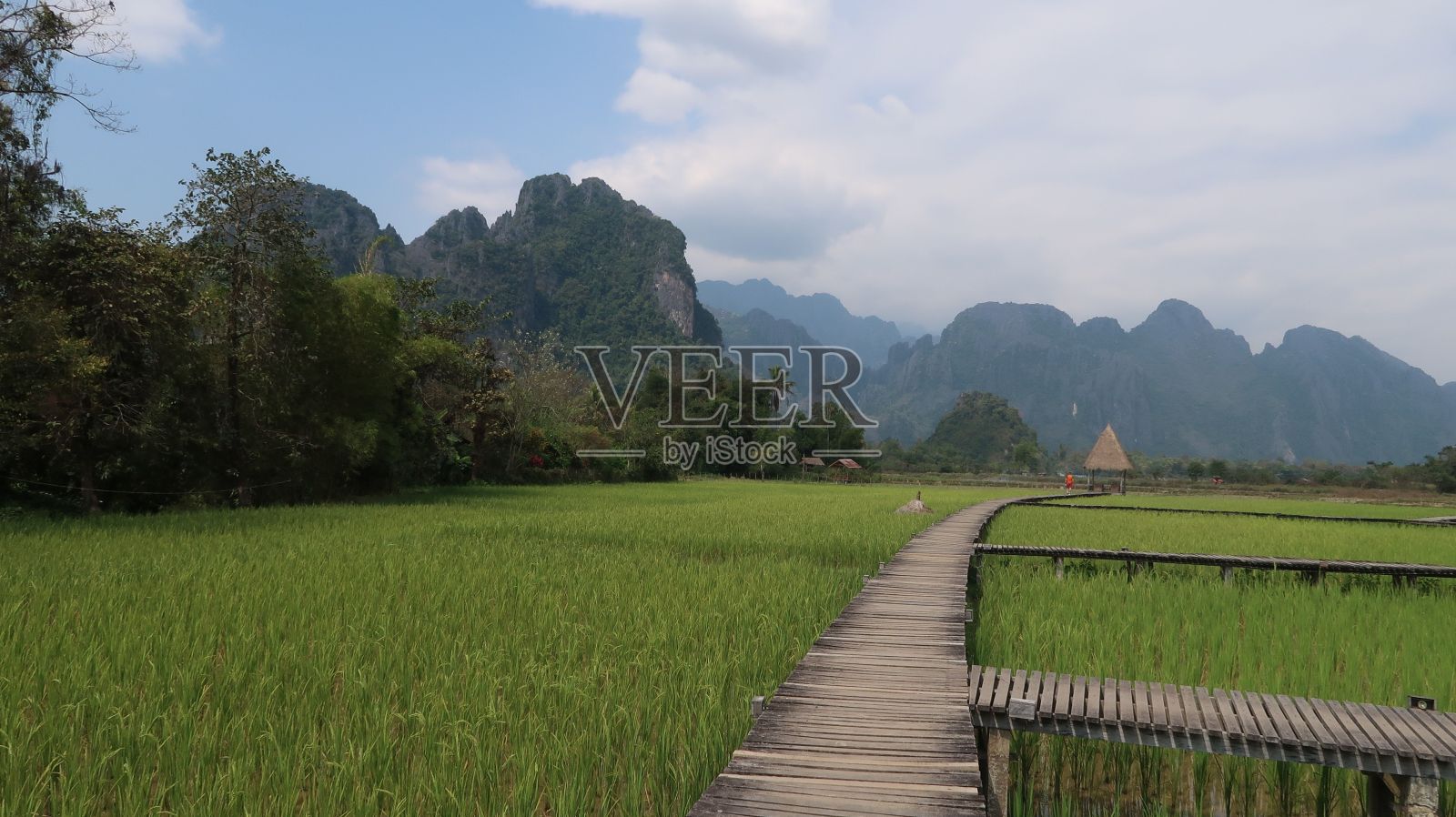 老挝的绿色稻田照片摄影图片