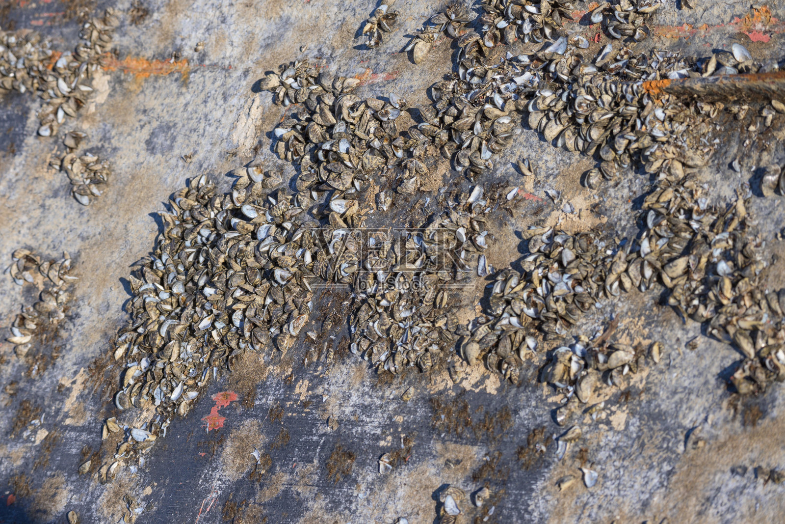 蛤蜊粘在船底。照片摄影图片