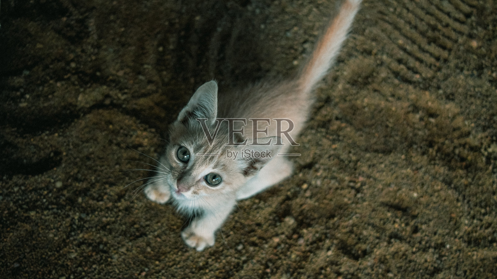 可爱的姜黄色小猫看着镜头照片摄影图片