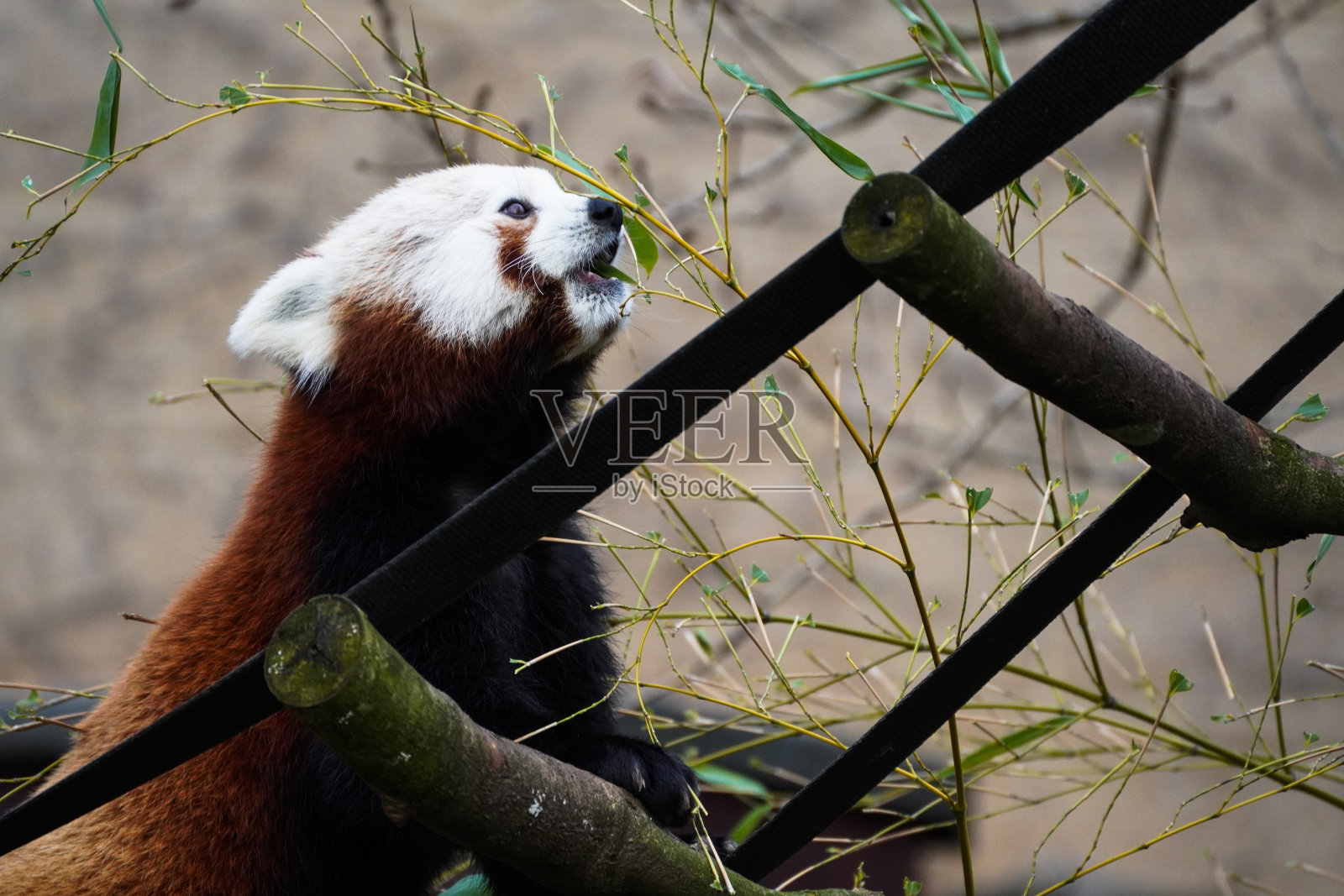 一只美丽的小熊猫在树上吃树叶的特写照片摄影图片