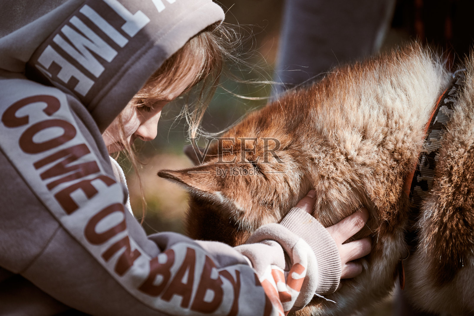 穿着卫衣的小女孩拥抱西伯利亚哈士奇狗，棕色哈士奇狗和女孩可爱友好的会面照片摄影图片