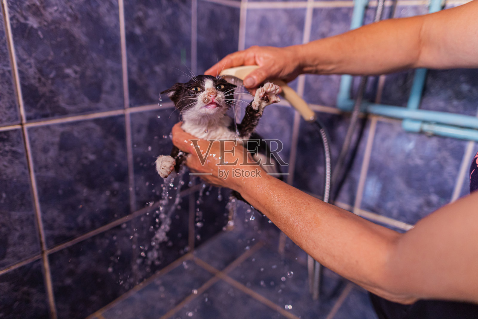 有趣的小猫正在洗澡照片摄影图片