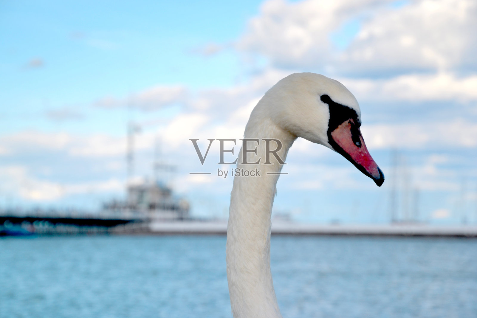 头部和颈部特写白天鹅(天鹅色)。北海海岸上美丽威严的天鹅照片摄影图片