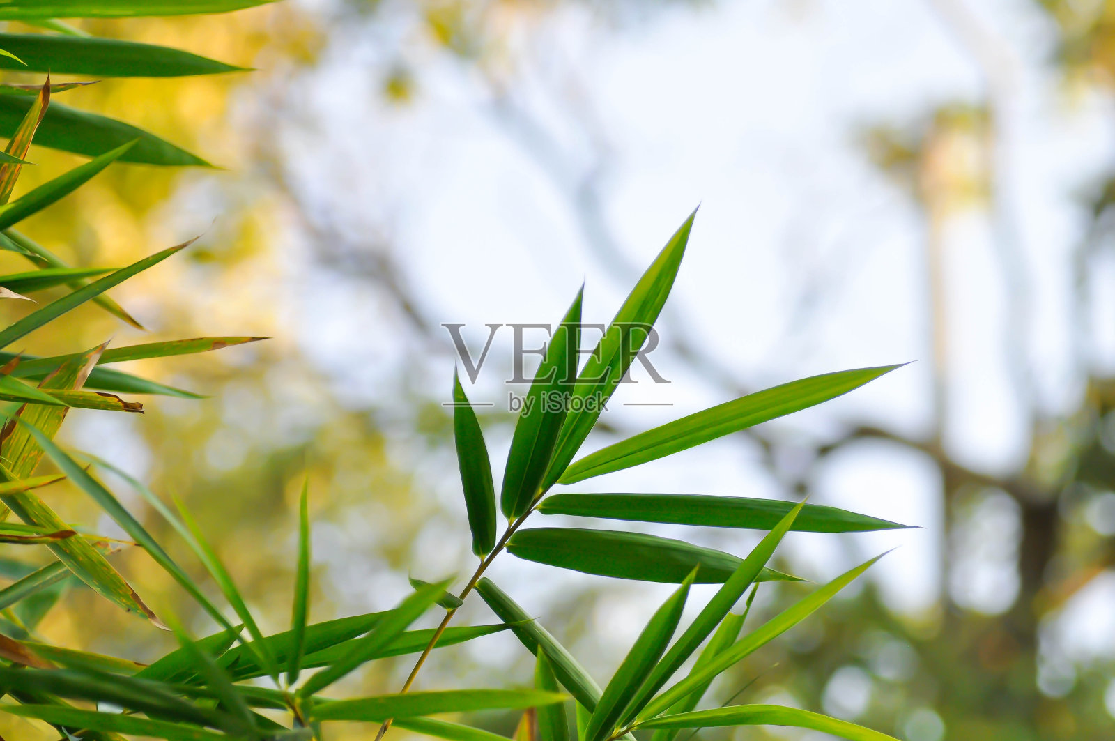 竹子照片摄影图片