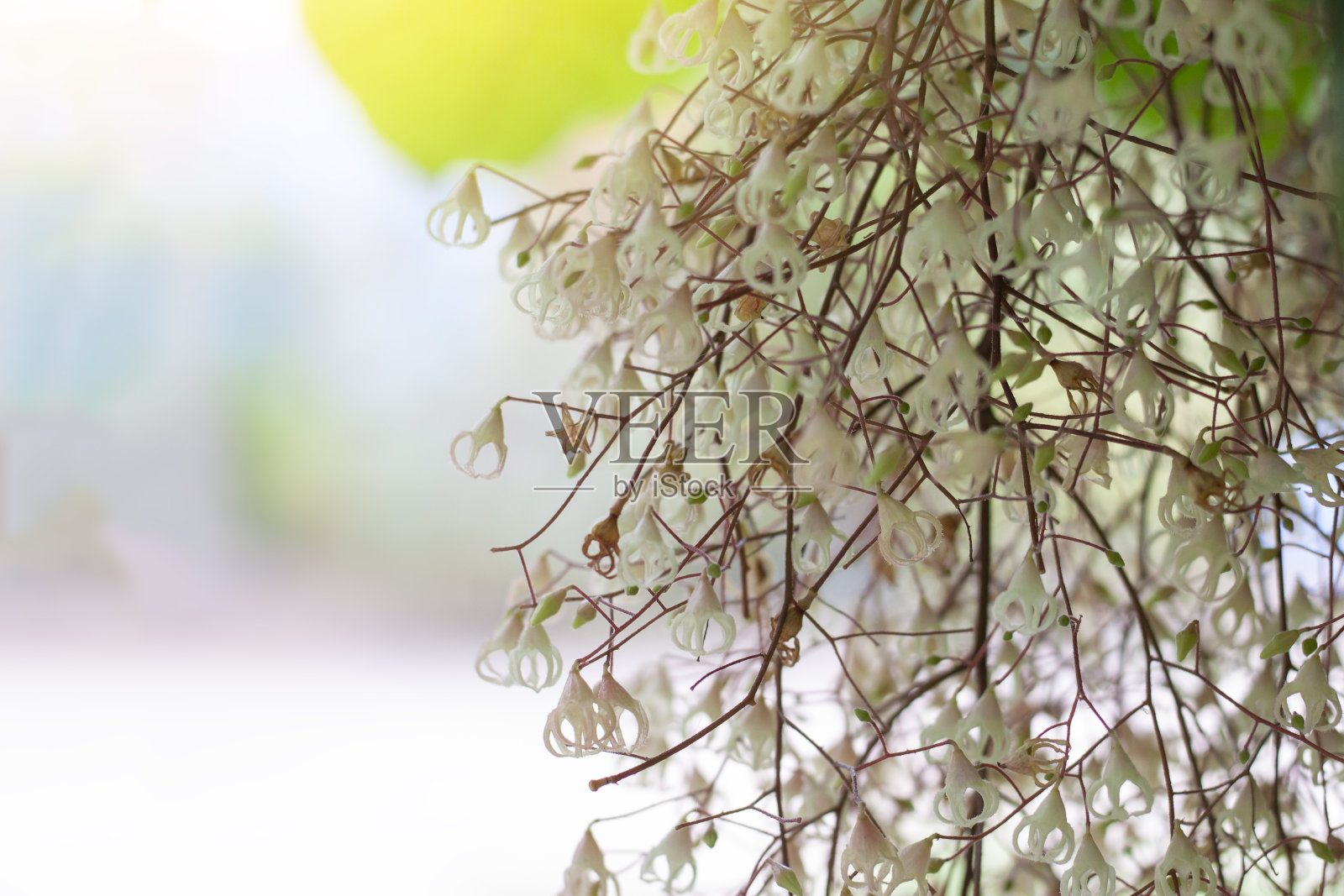 在模糊的自然背景上，带有阳光的铁骨花或栗子花。照片摄影图片