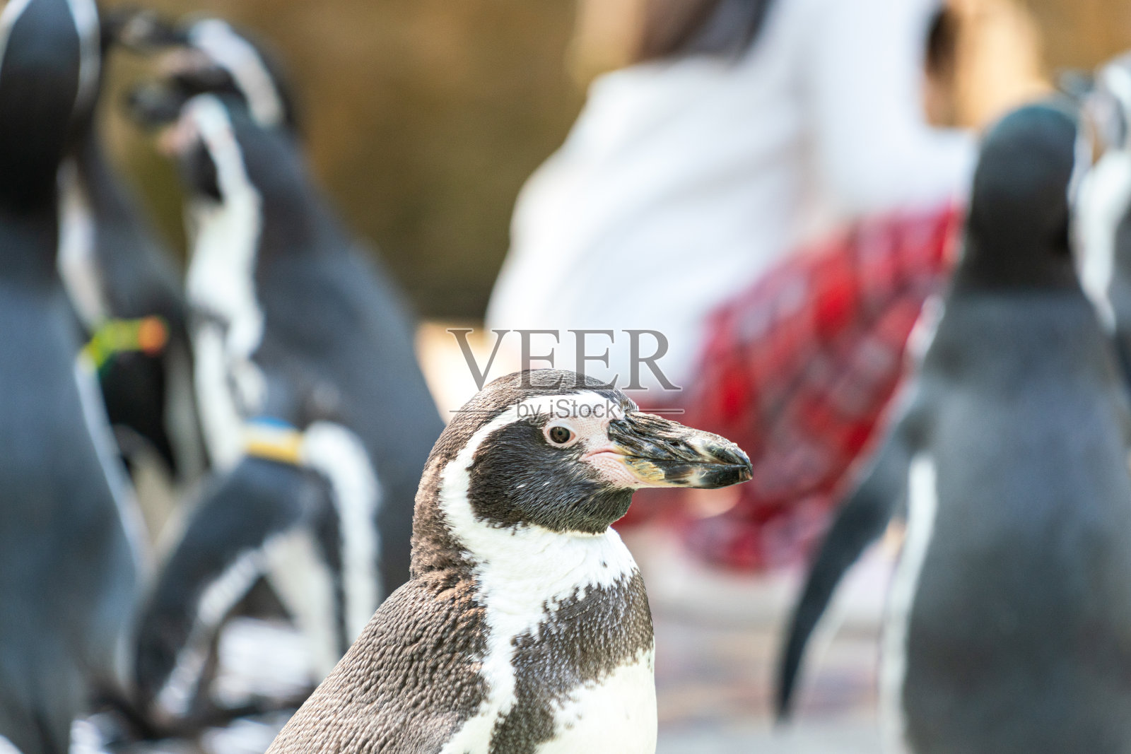 一只年轻的非洲企鹅。照片摄影图片