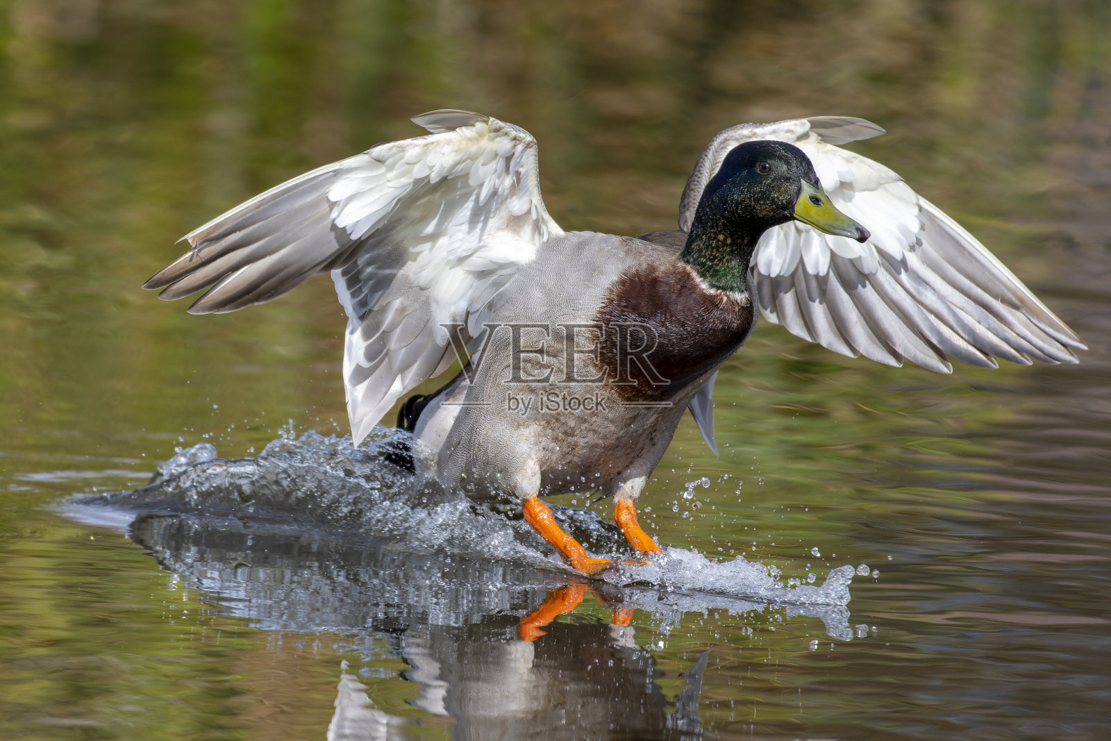 池塘里的野鸭照片摄影图片