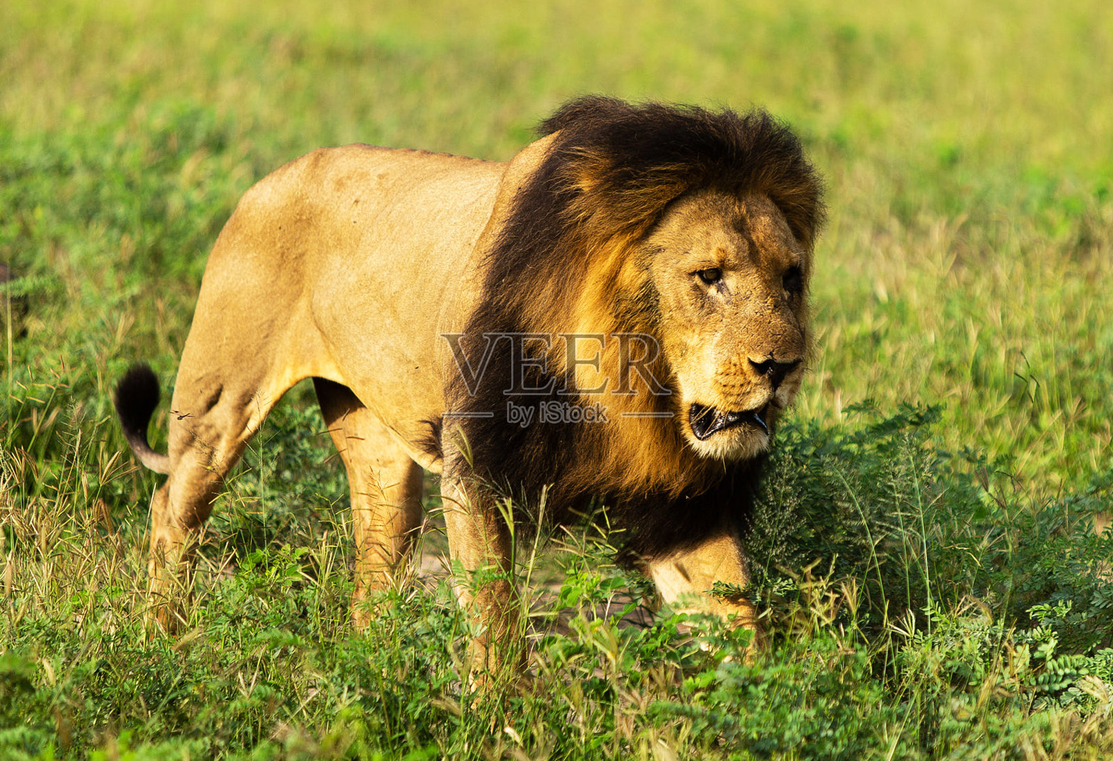 美丽的乔贝，博茨瓦纳野生动物图片照片摄影图片