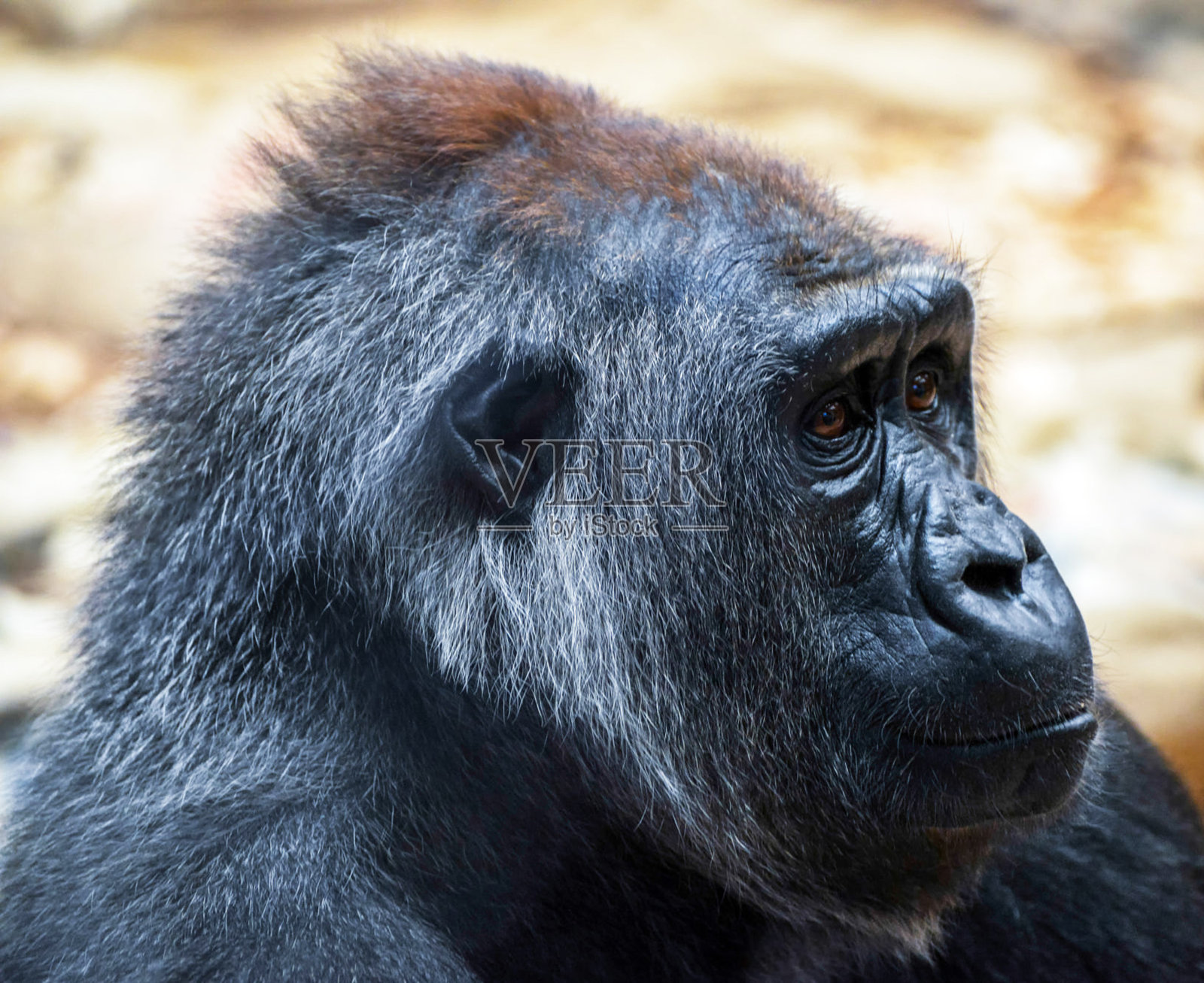 刚果野生动物图片照片摄影图片