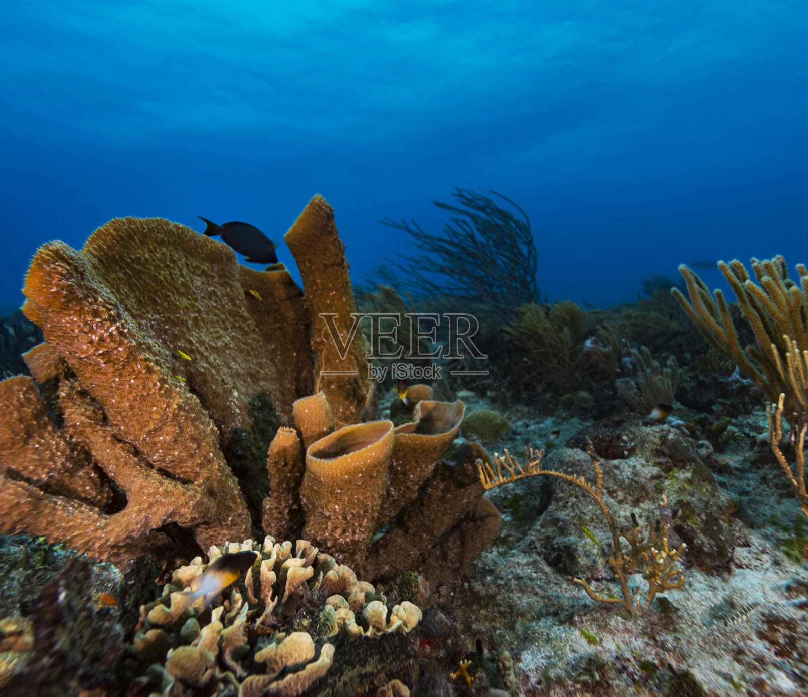 神奇的墨西哥水下图片照片摄影图片