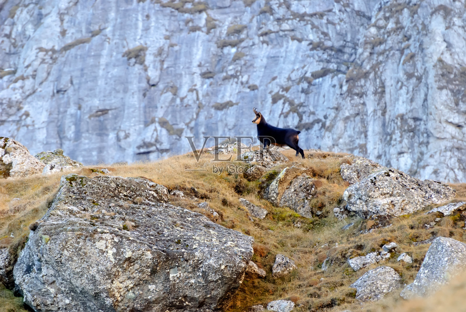 岩羚羊，黑黝黝的大雄站在石质的山顶上，看着美丽的高山景观。有动物的野生动物场景。来自阿尔卑斯山的美丽野生山羊品种照片摄影图片