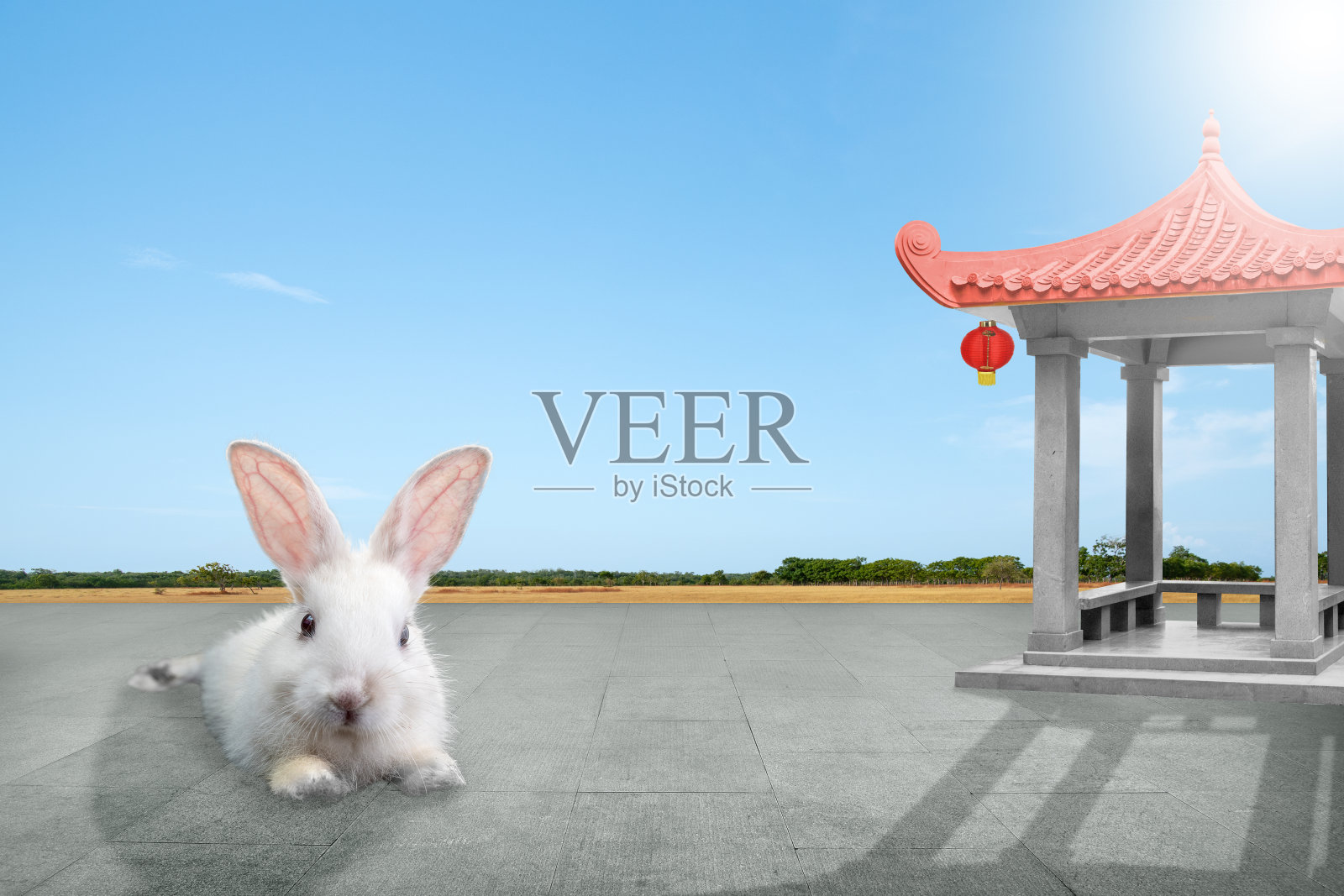 春节快乐。中国兔年照片摄影图片