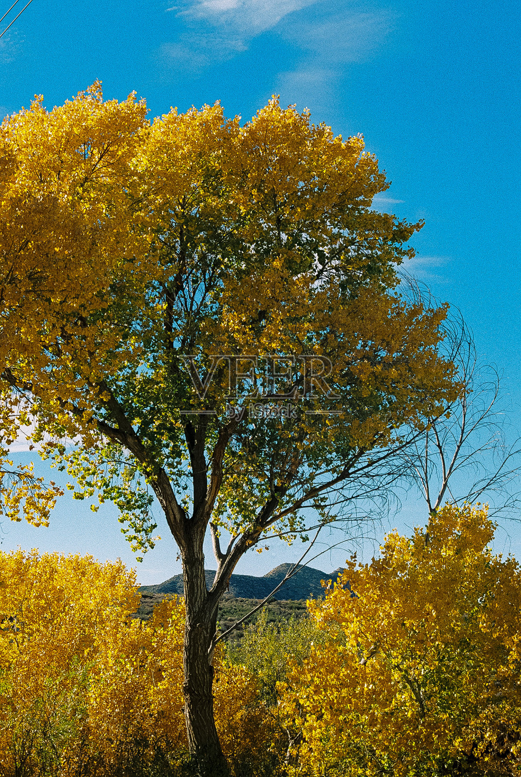 秋天在洛杉矶国家森林照片摄影图片