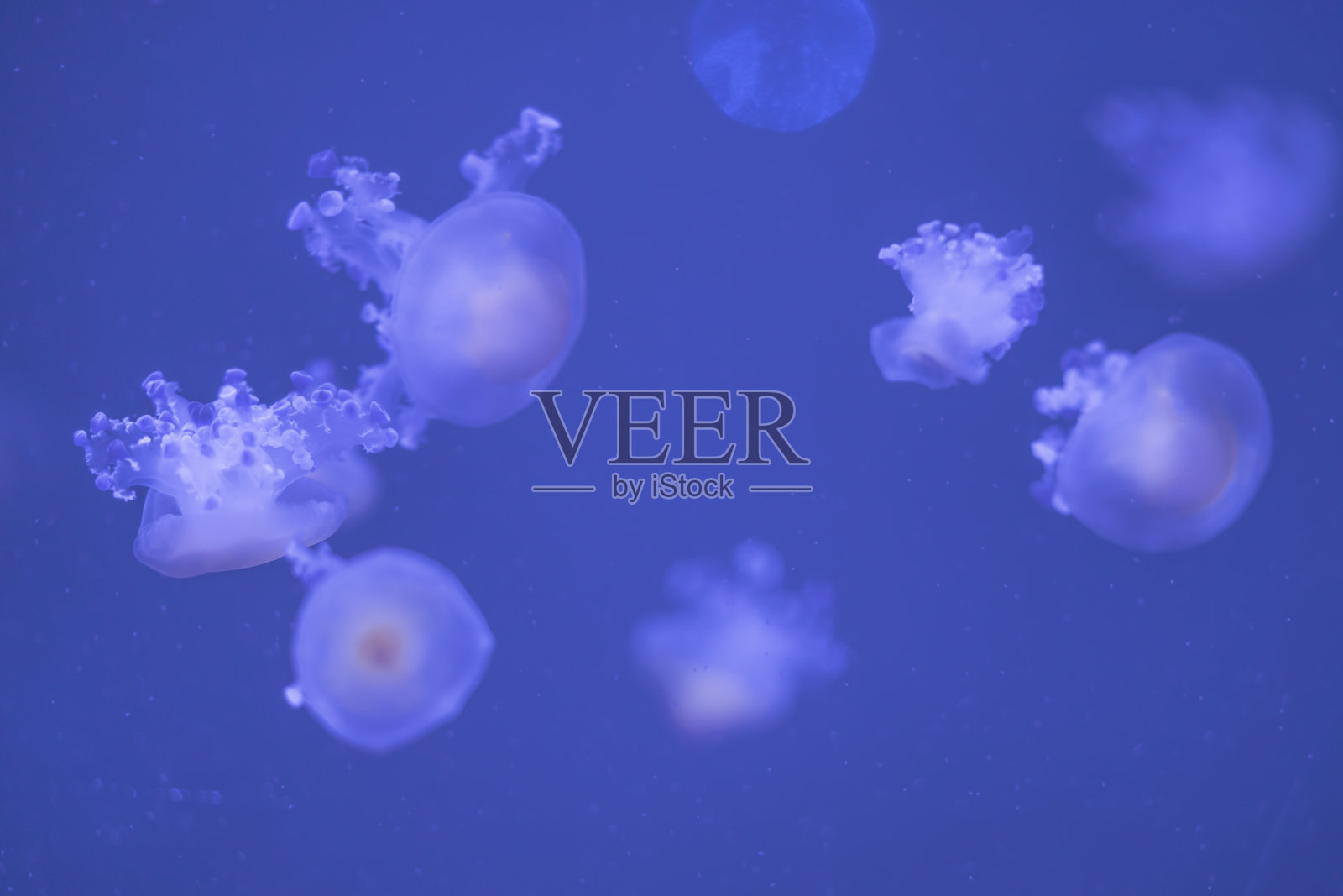 水母照片摄影图片