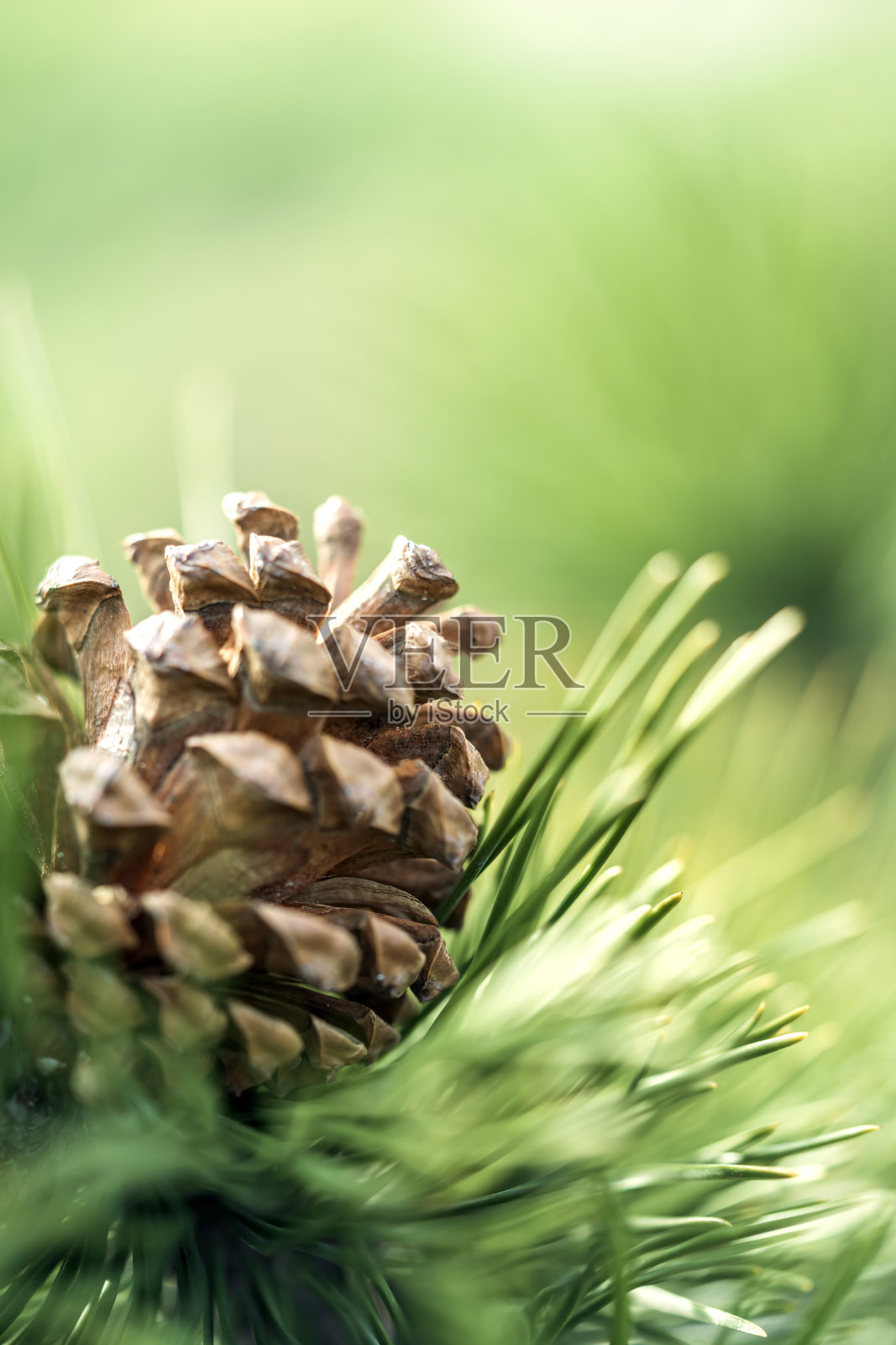 云杉照片摄影图片