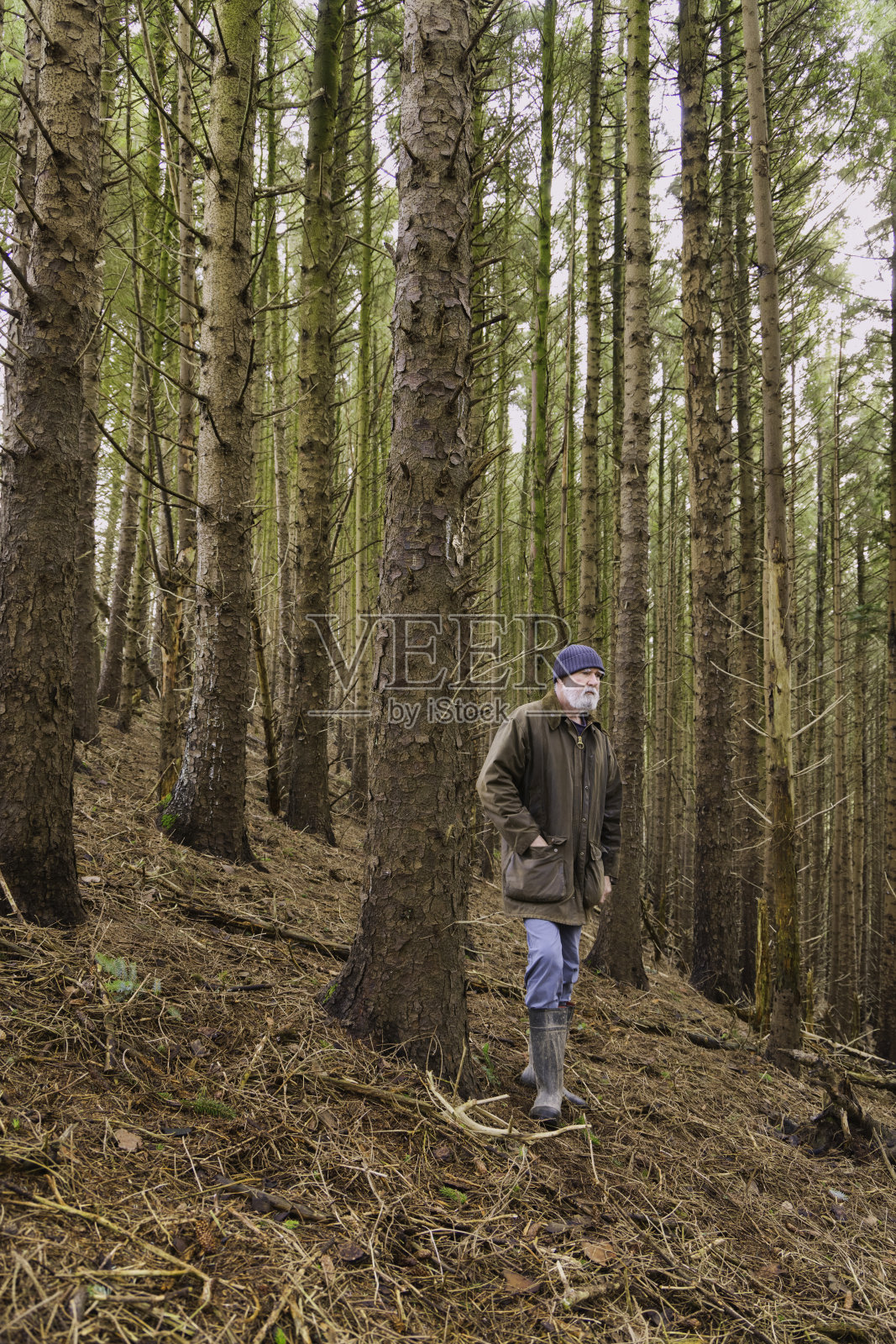 老人在冬天的针叶林照片摄影图片