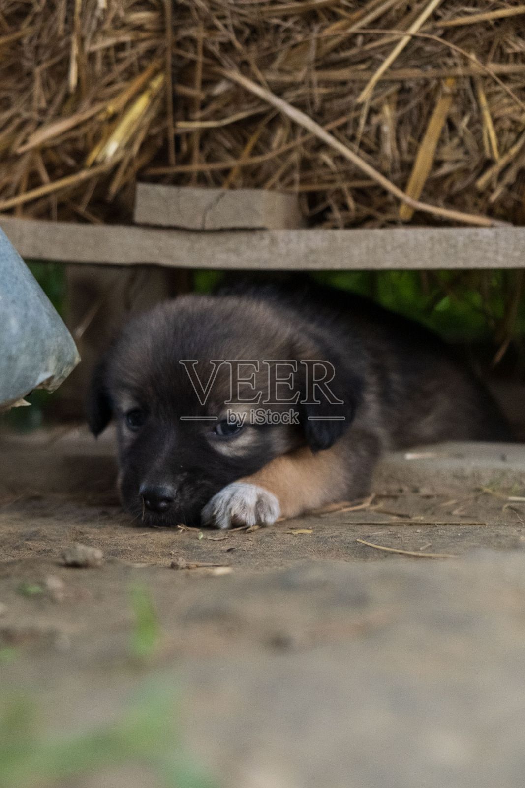 可爱的棕色德国牧羊犬小狗照片摄影图片