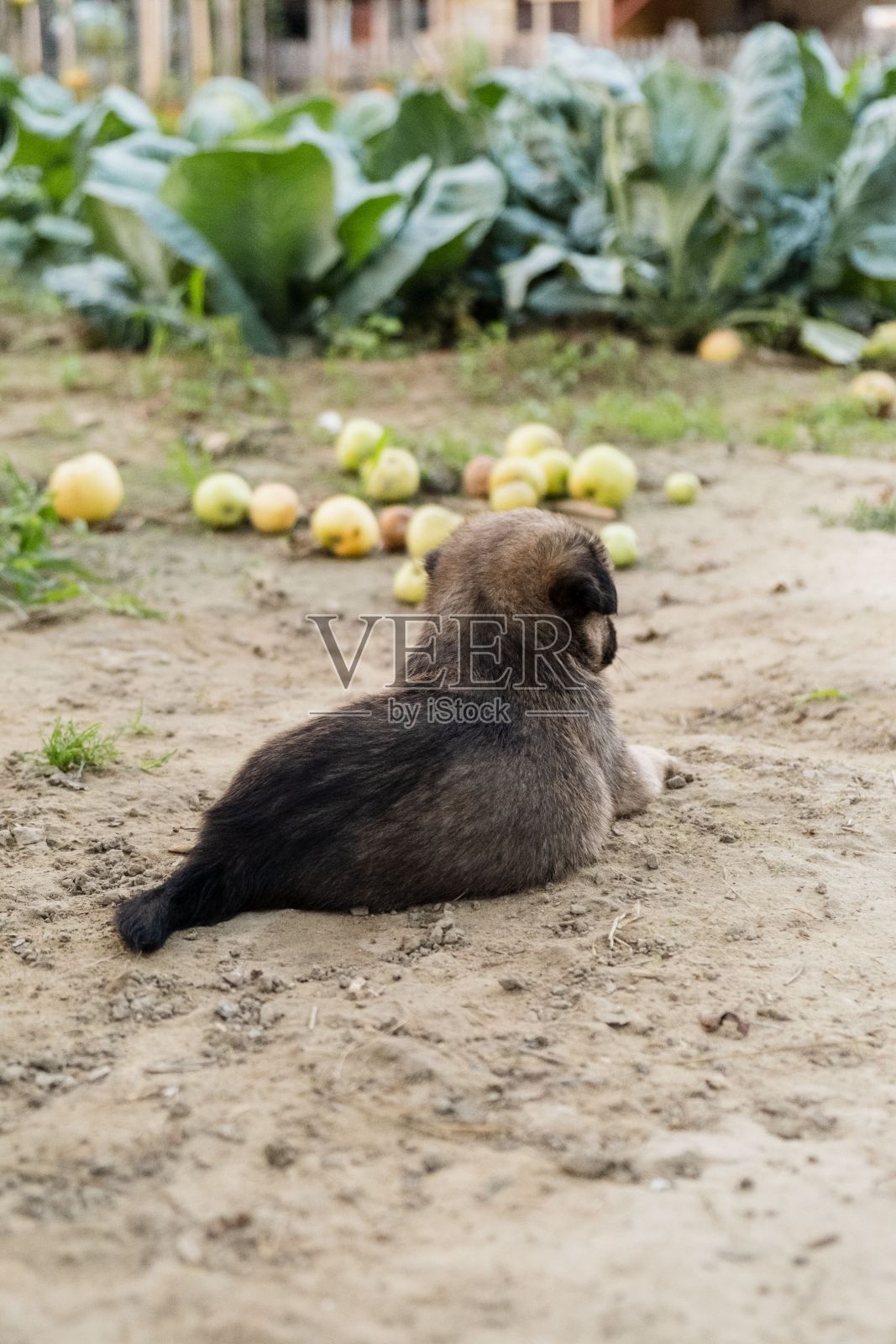 可爱的棕色德国牧羊犬小狗照片摄影图片