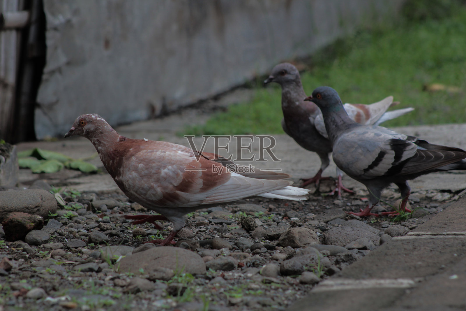 下面有三只鸽子照片摄影图片