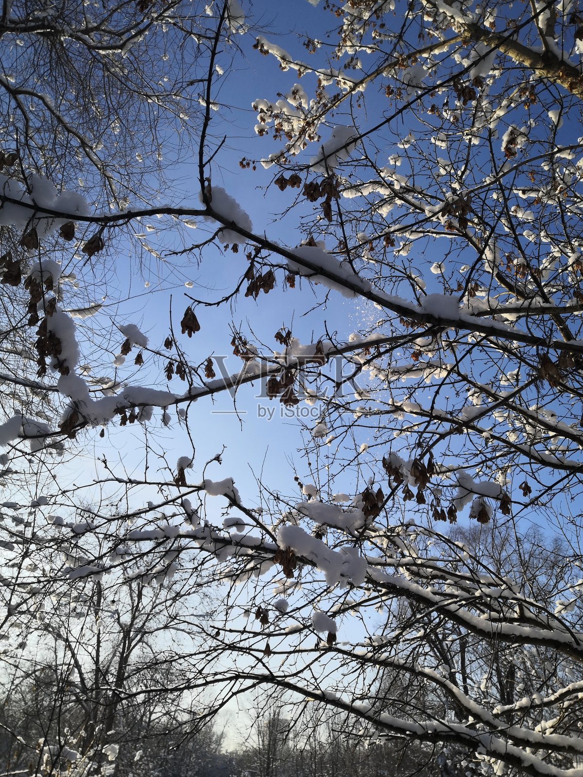 积雪覆盖的树枝照片摄影图片