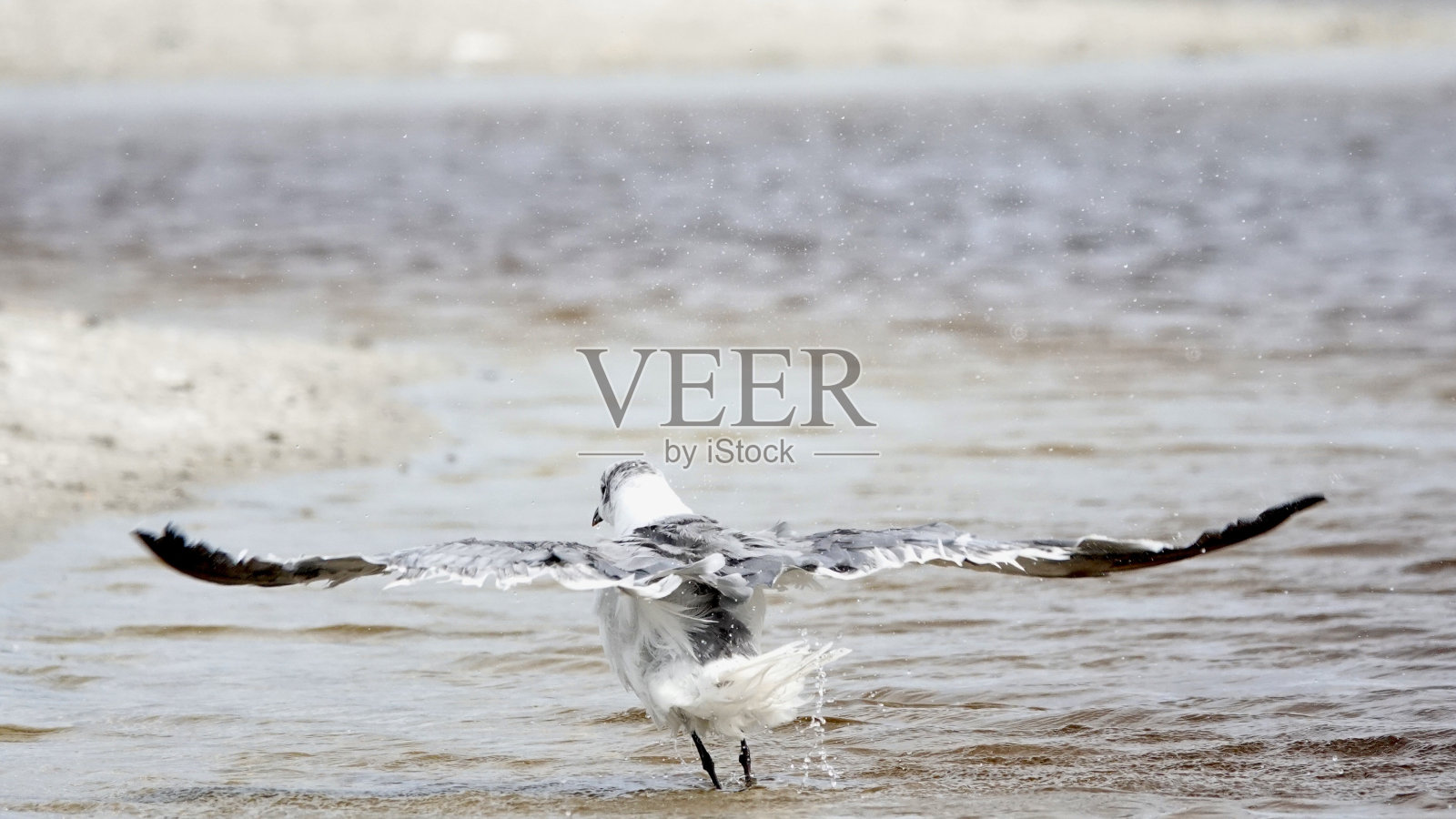 平翅笑鸥照片摄影图片