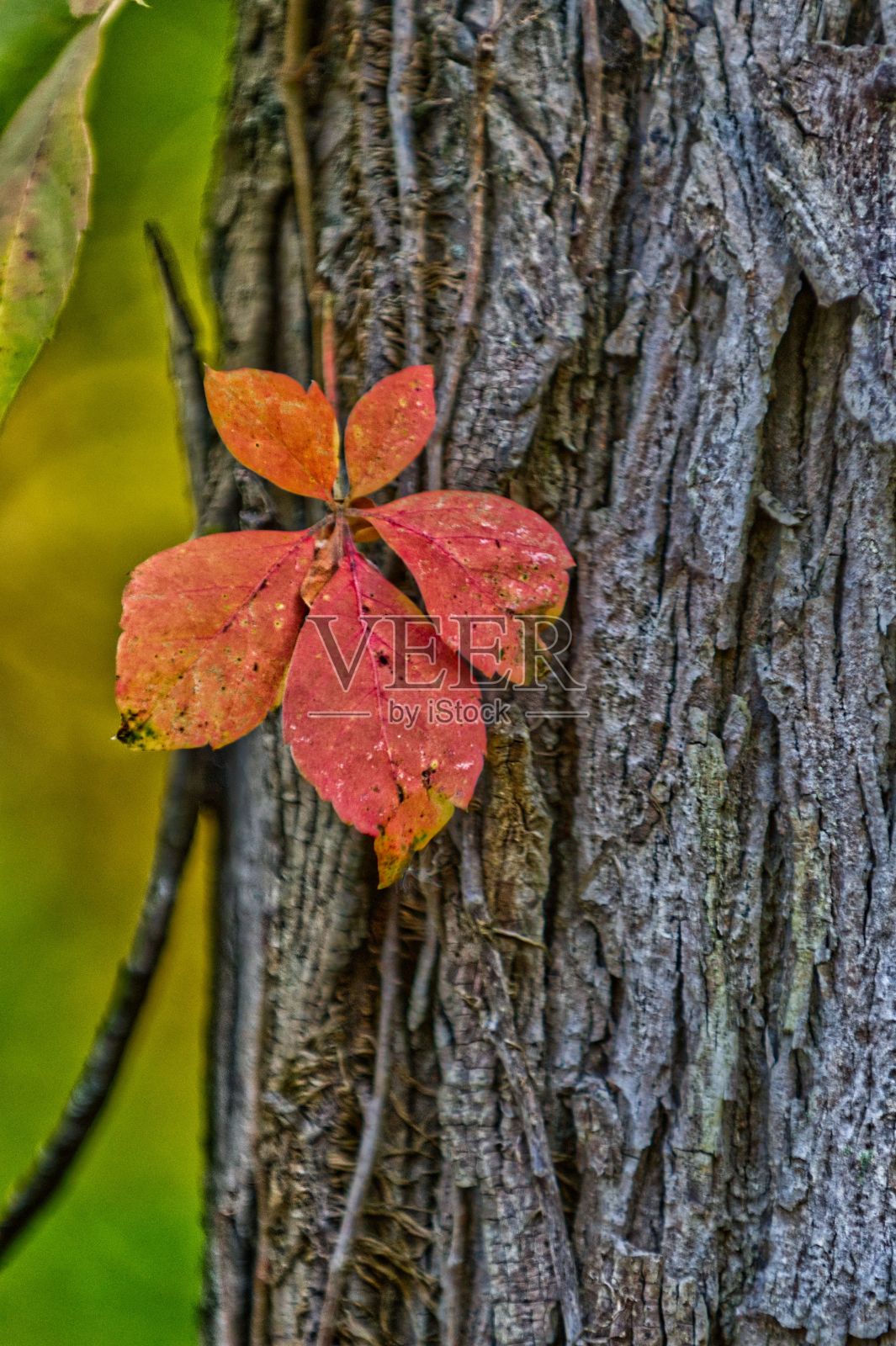 橙色秋叶的垂直特写镜头，背景是一棵树照片摄影图片
