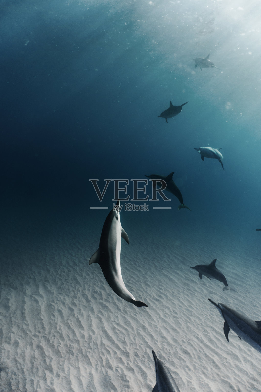 海豚在海底游泳，阳光照射在海底照片摄影图片