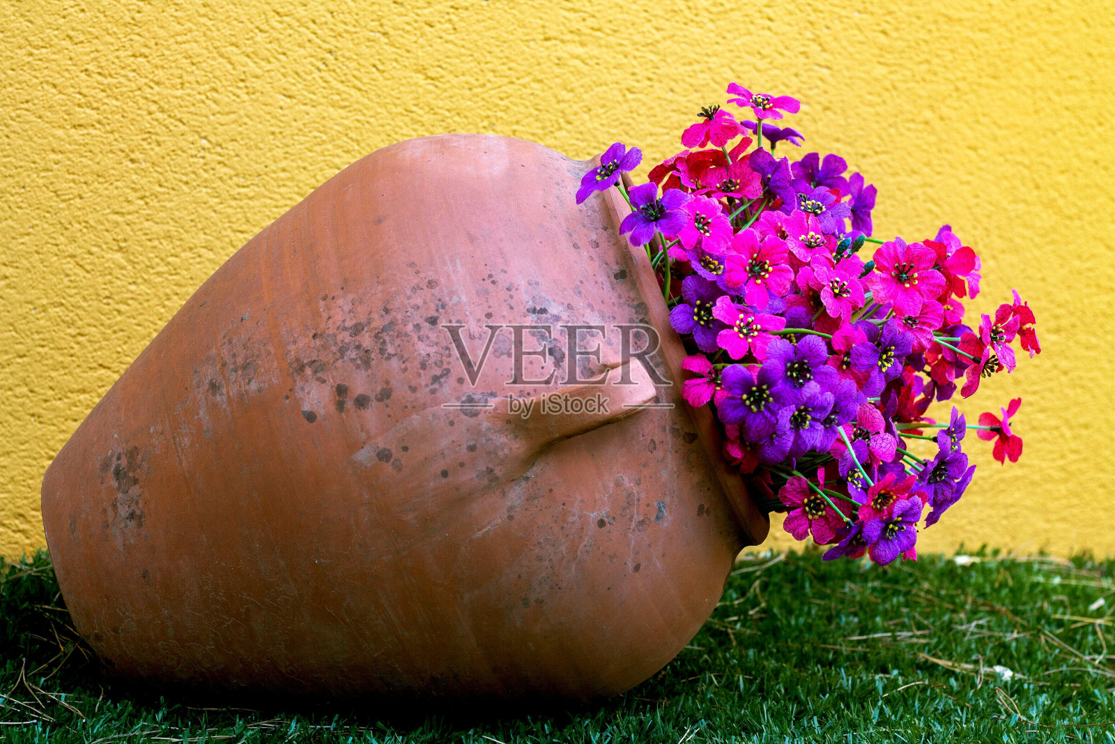 特写镜头，紫色和粉色的花朵生长在一个陶罐上，绿色的草对着黄色的墙照片摄影图片