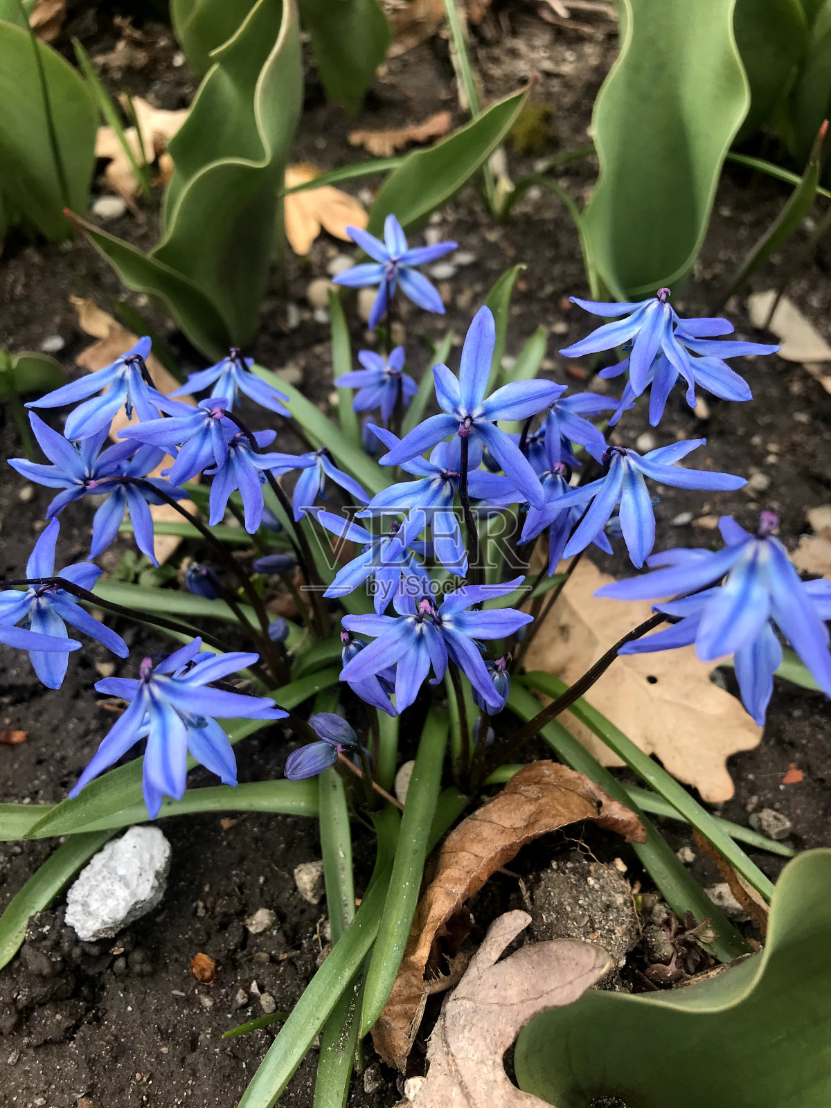 蓝锡拉花照片摄影图片